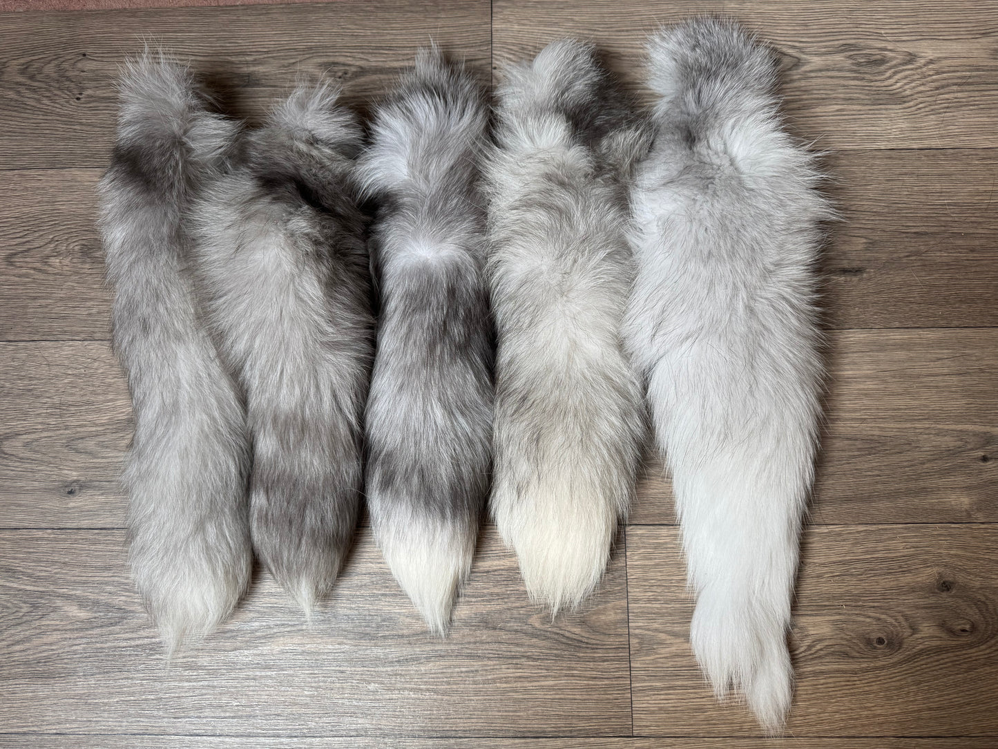 B grade tails