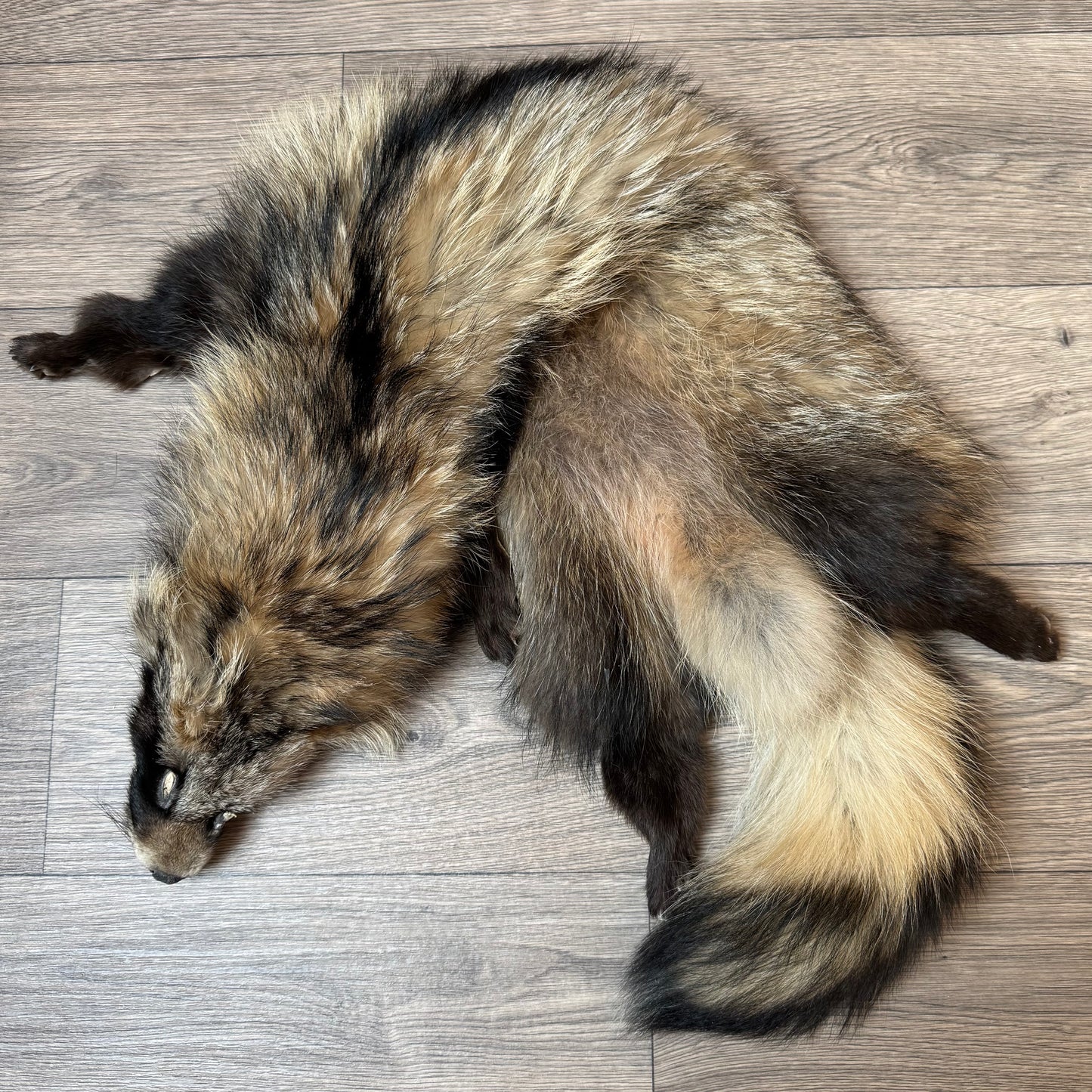 Female wild tanuki mountable pelt