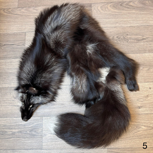 Silver fox pelt (5)