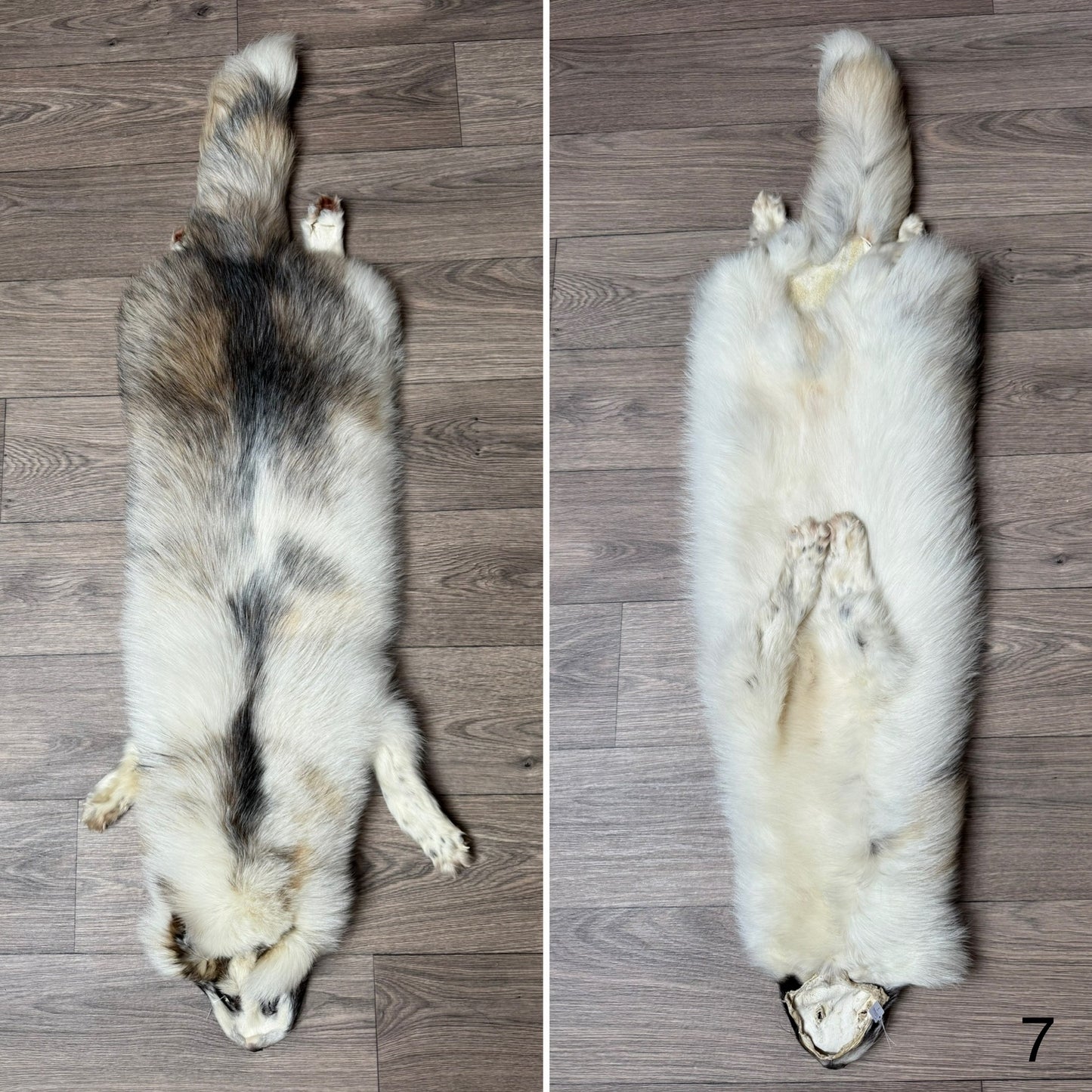 Male Marble tanuki mountable pelt (7)