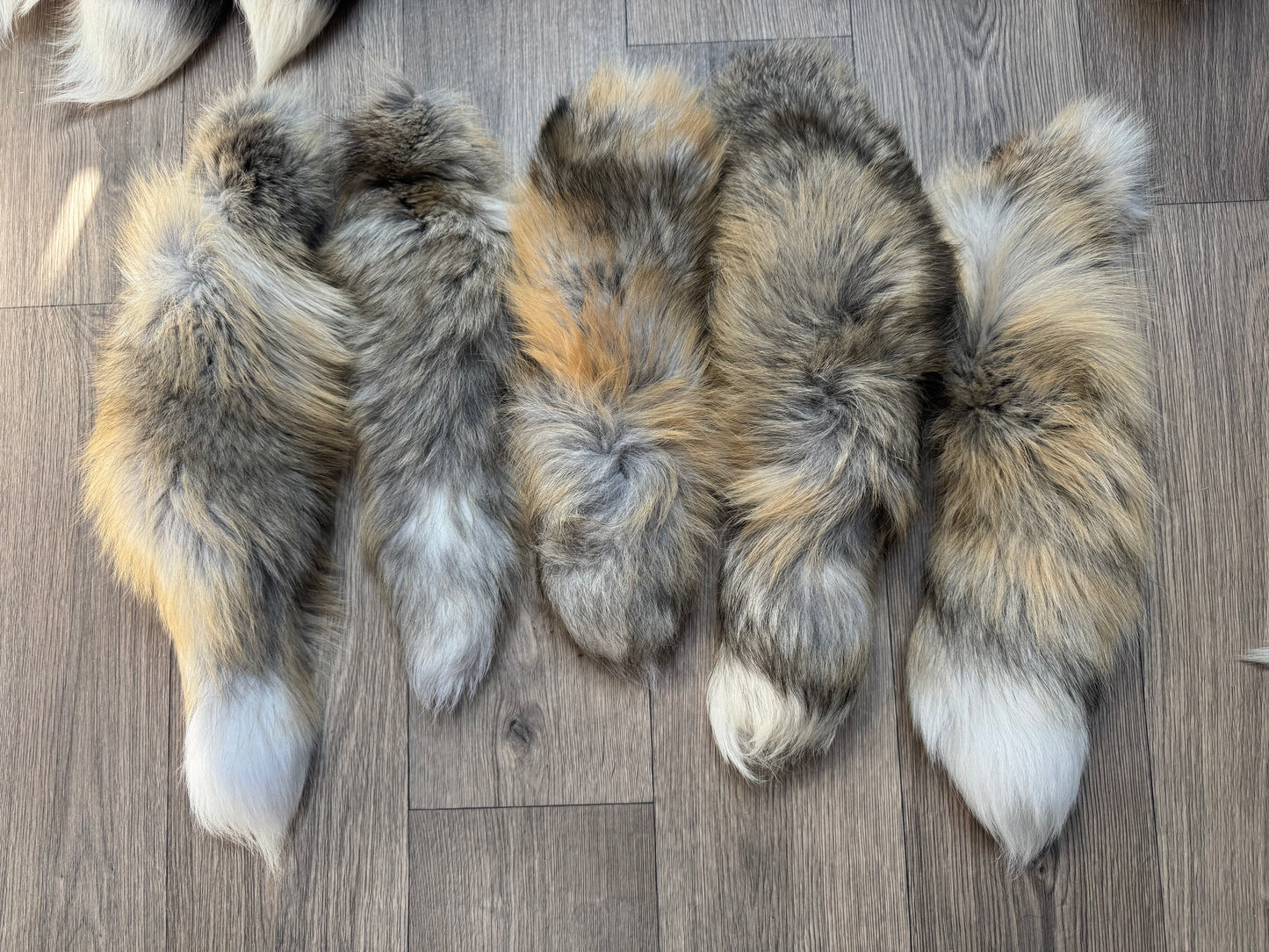 B grade tails