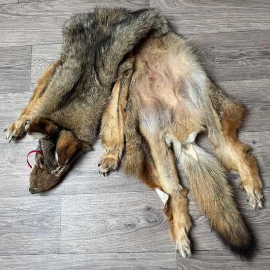 Male coyote mountable pelt (14)