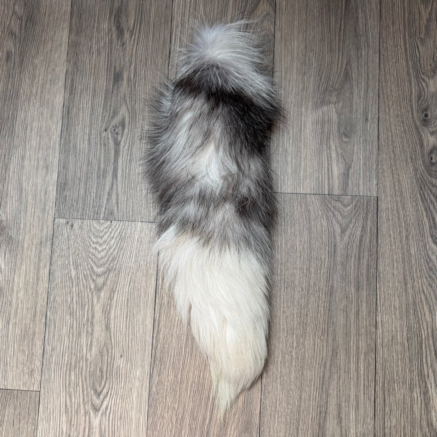 B grade tails