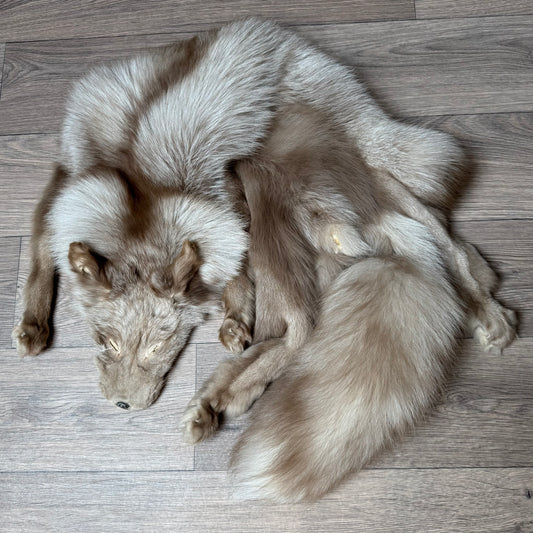 Male Polish Pastel fox mountable pelt (tag 3)