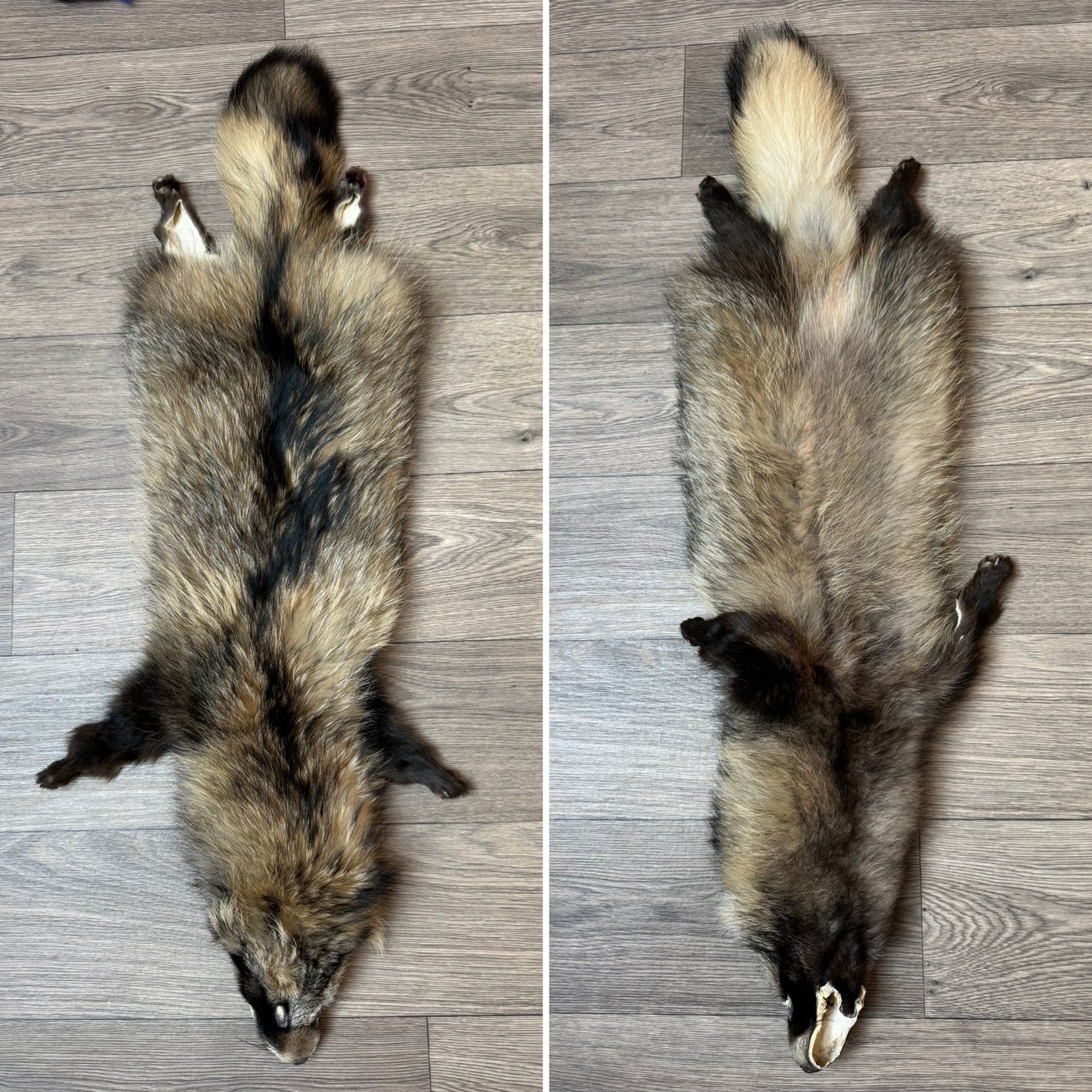 Female wild tanuki mountable pelt