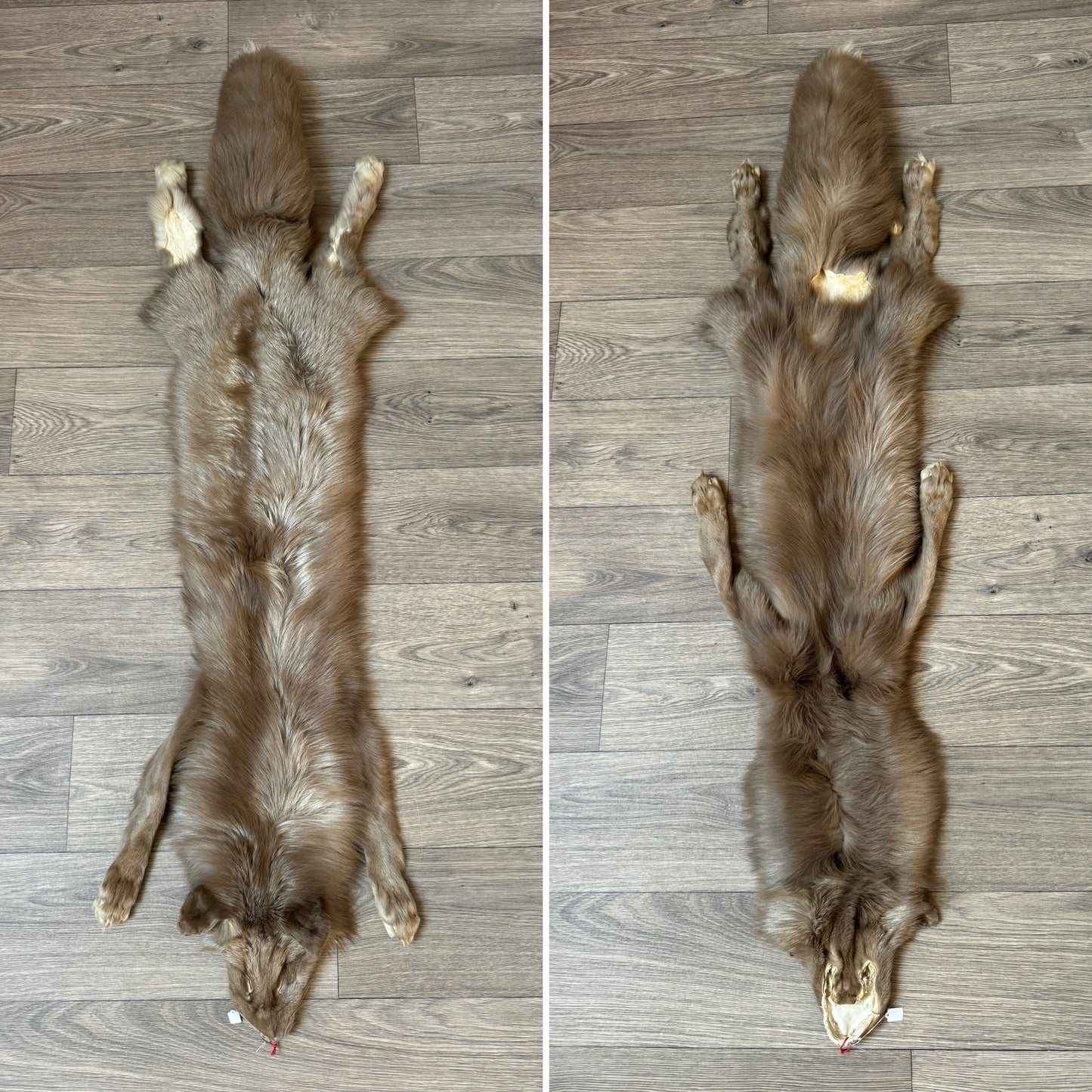 Female Colicott fox mountable pelt