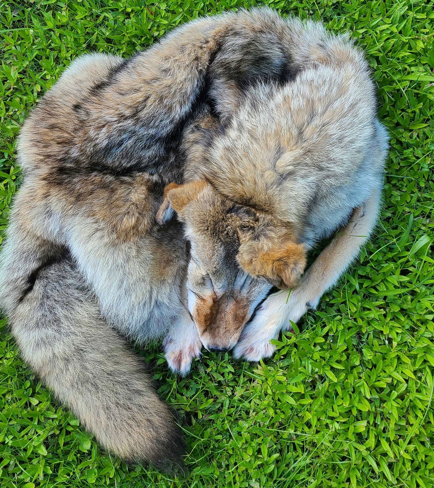 Female coyote mountable pelt