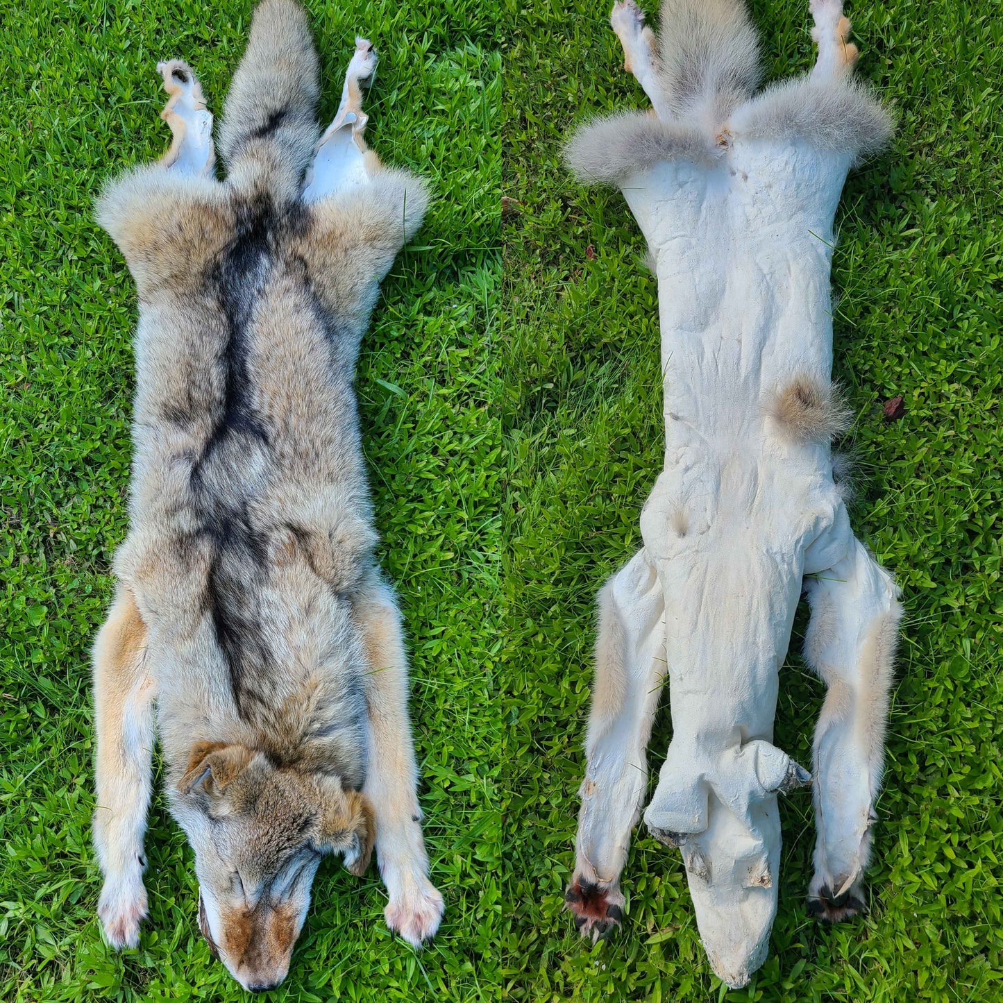 Female coyote mountable pelt