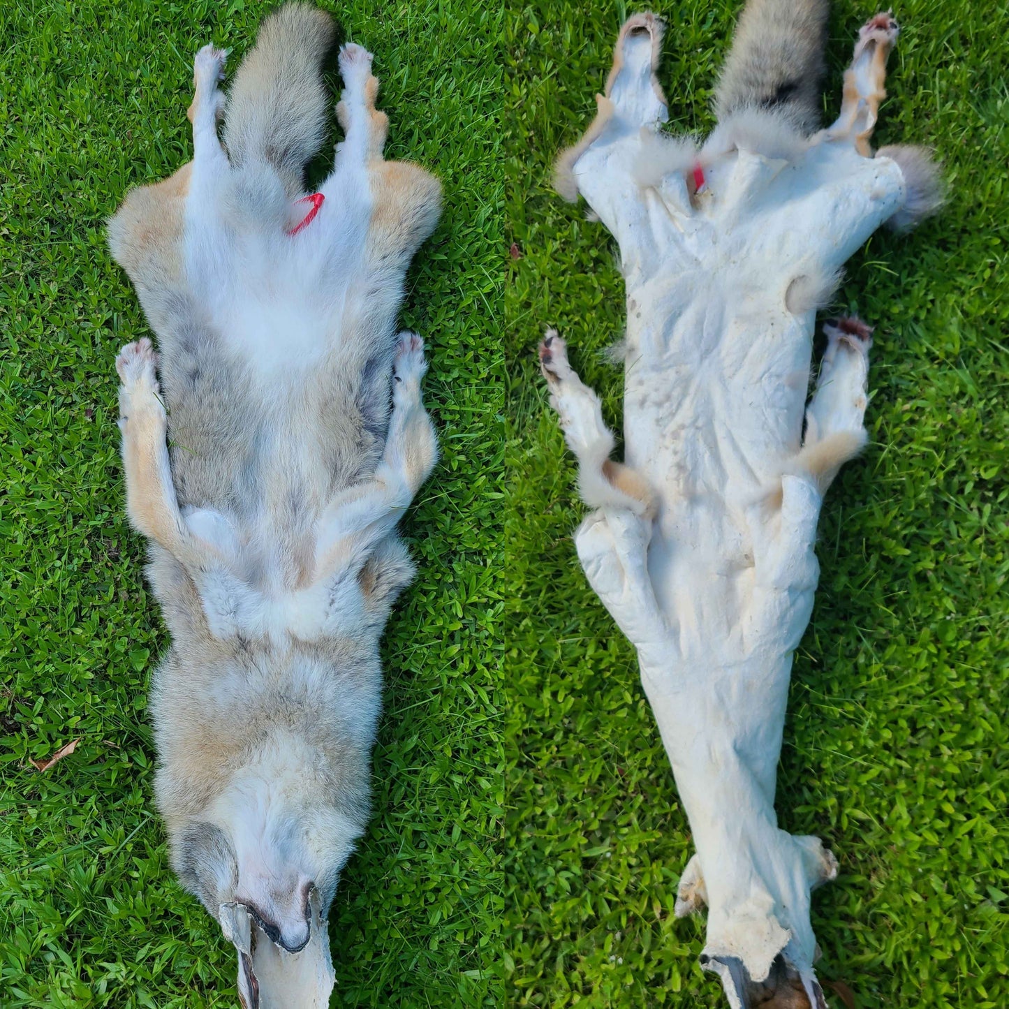 Female coyote mountable pelt