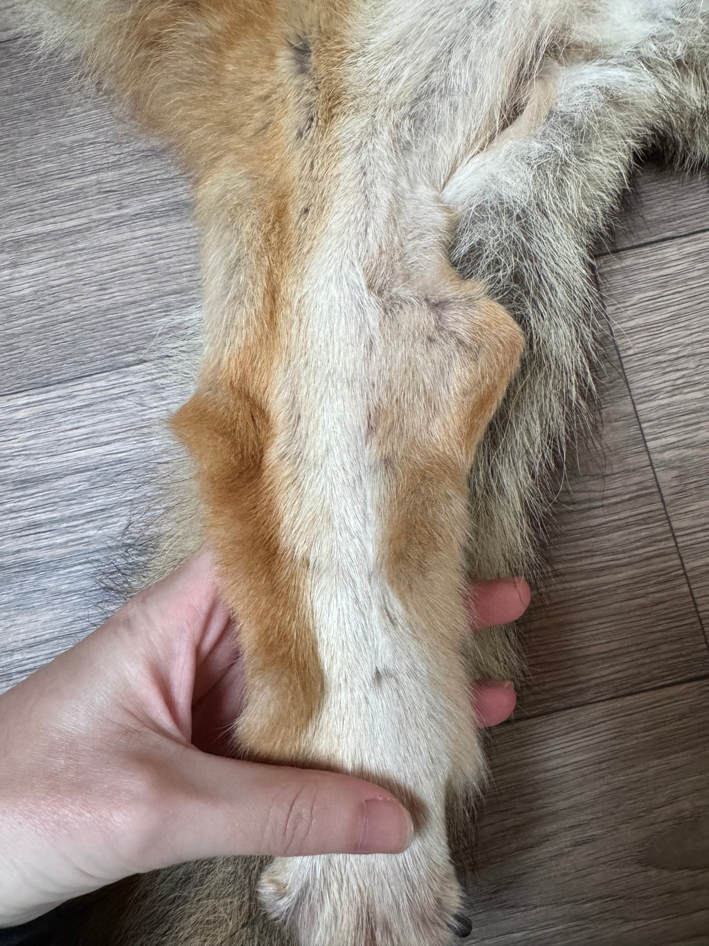 Female coyote mountable pelt