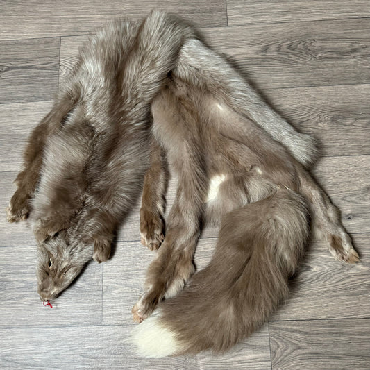 Male Burgundy Pastel mix fox mountable pelt