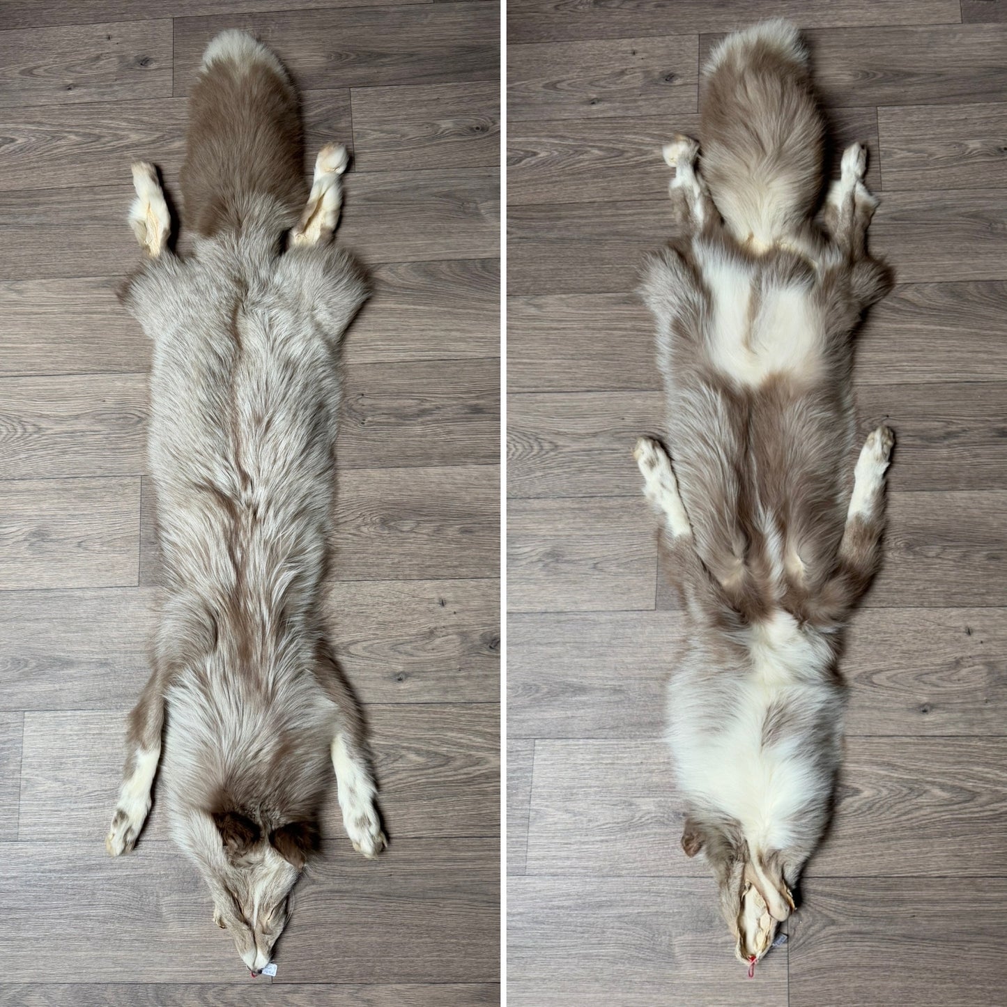 Male mixed color brown Ringneck fox mountable pelt