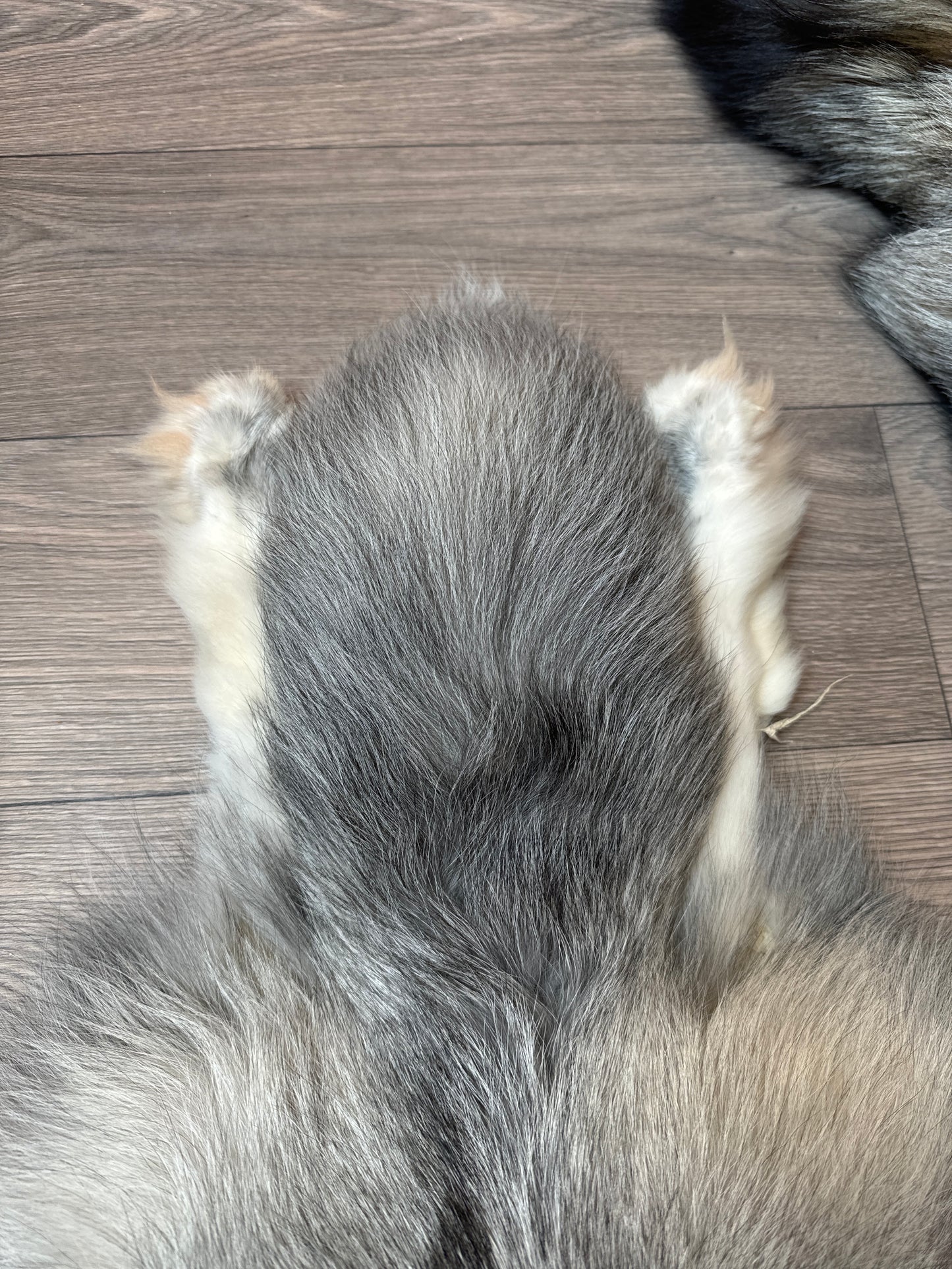 Male Platinum fox mountable pelt (2)