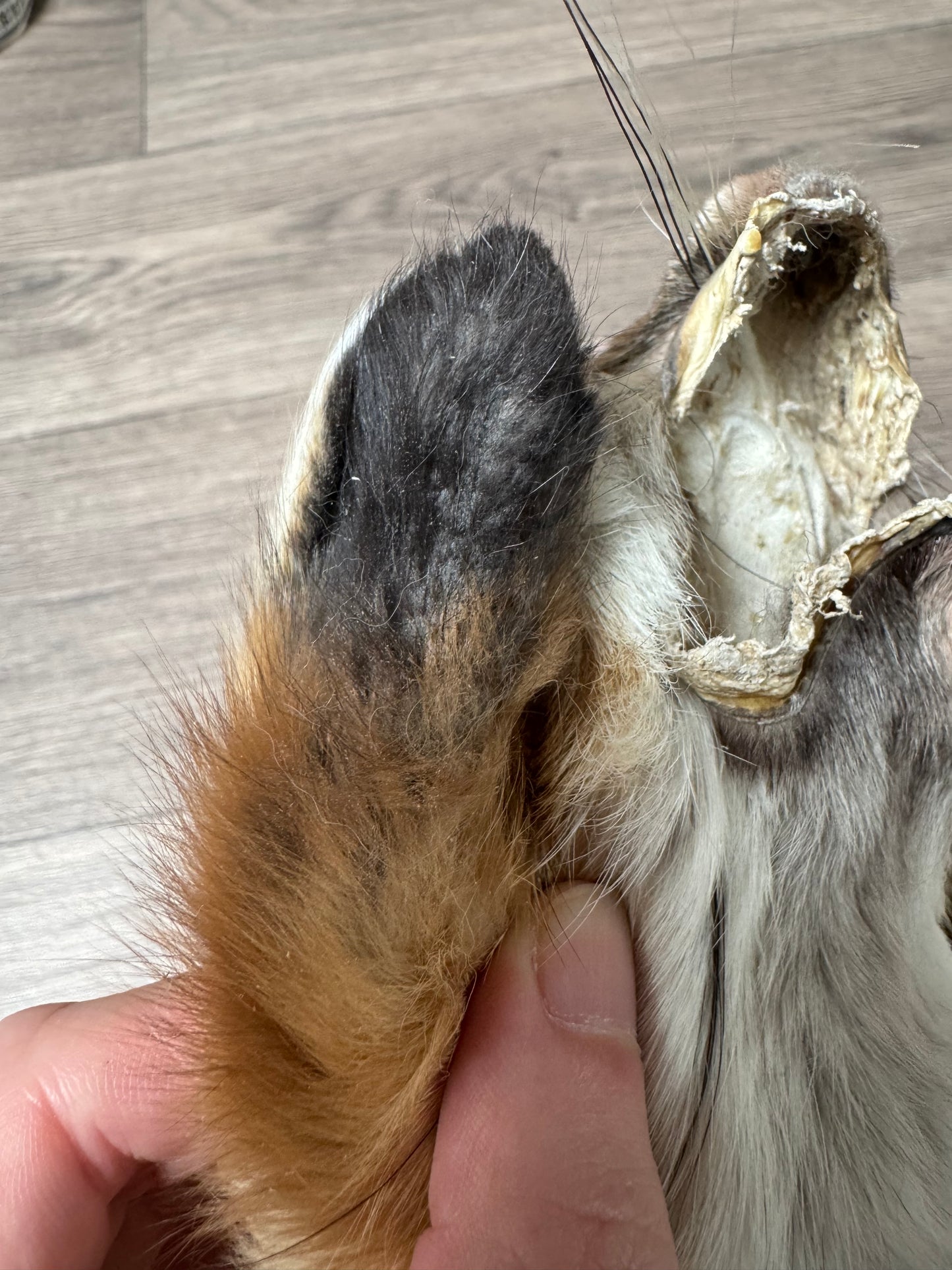 Female Gold Ringneck fox pup mountable pelt