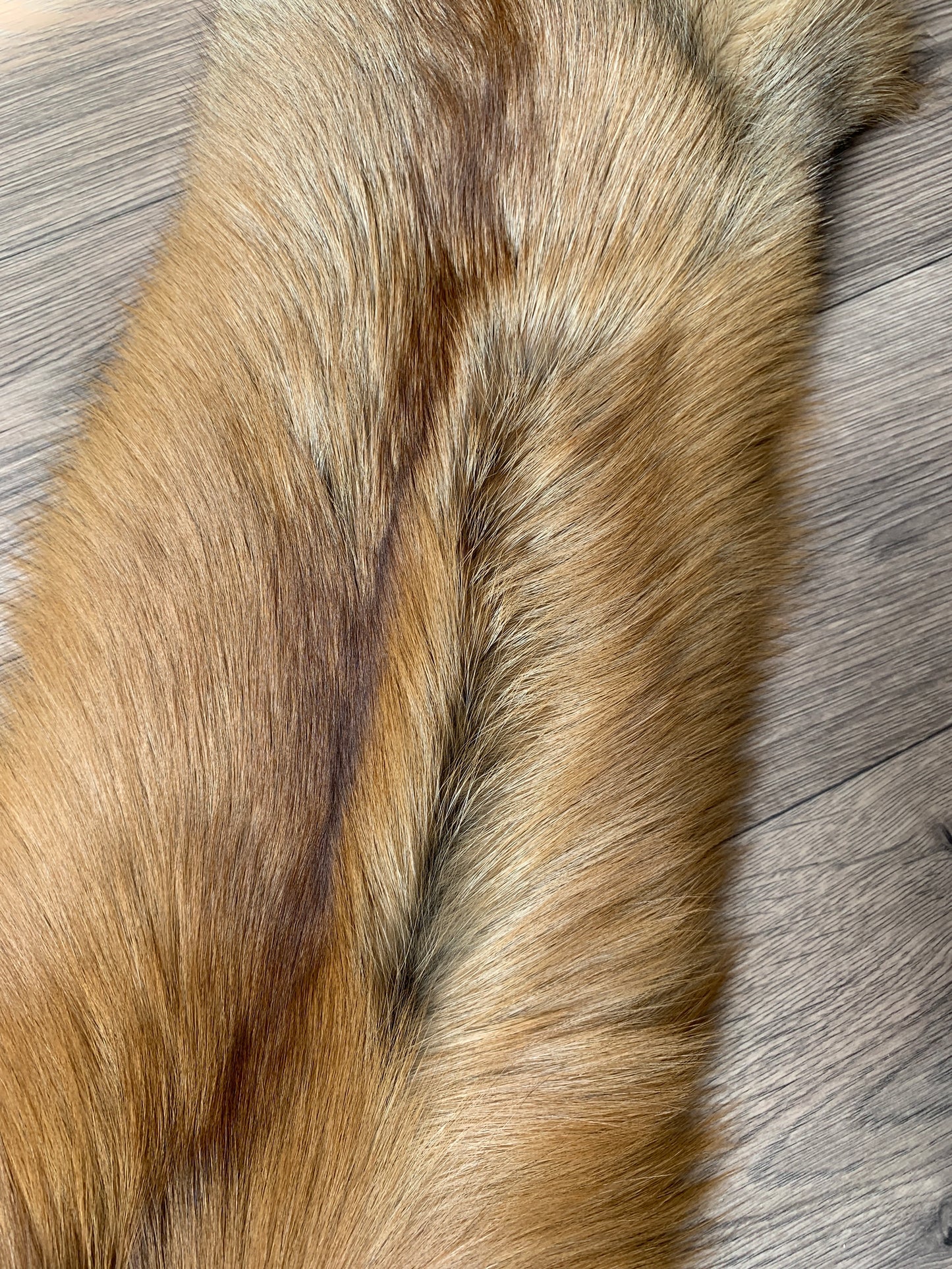 Gold fox pelt (6)