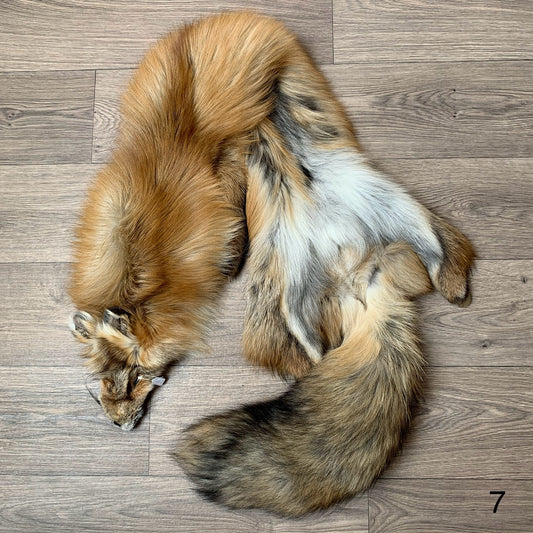 Gold fox pelt (7)