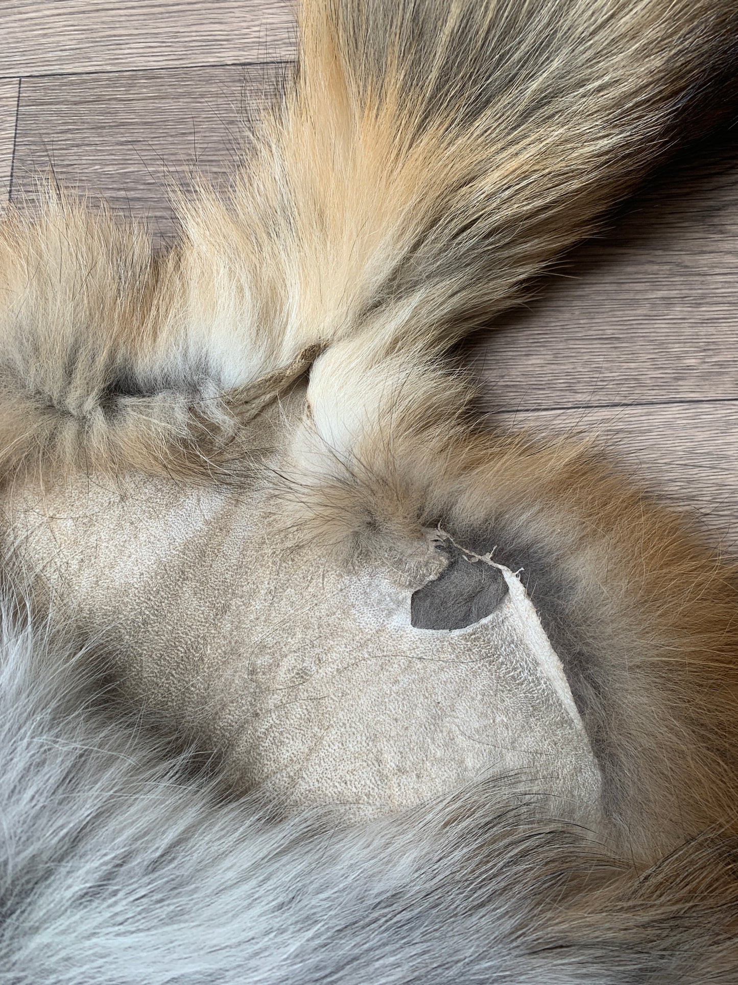 Gold fox pelt (7)