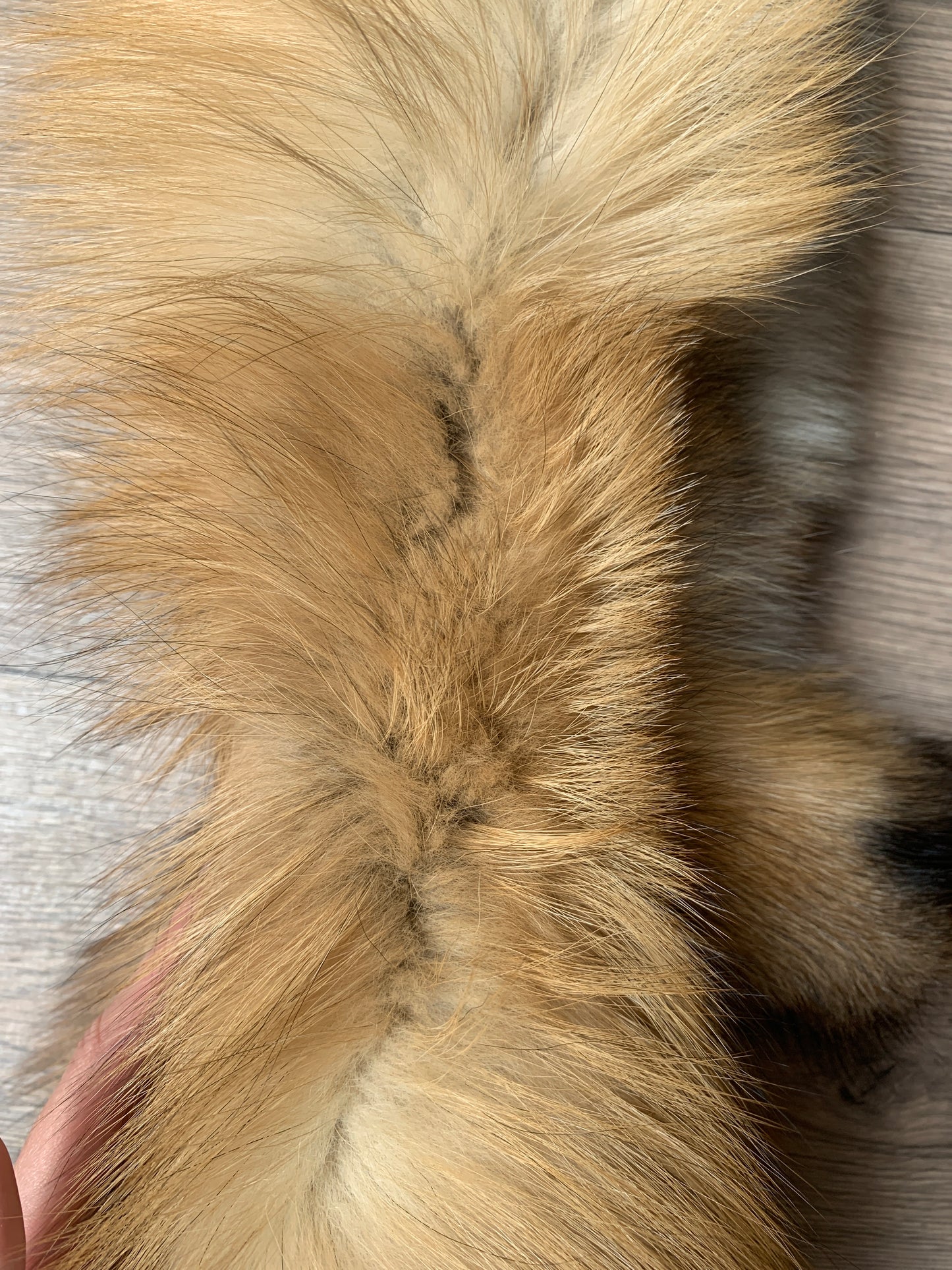 Gold fox pelt (8)