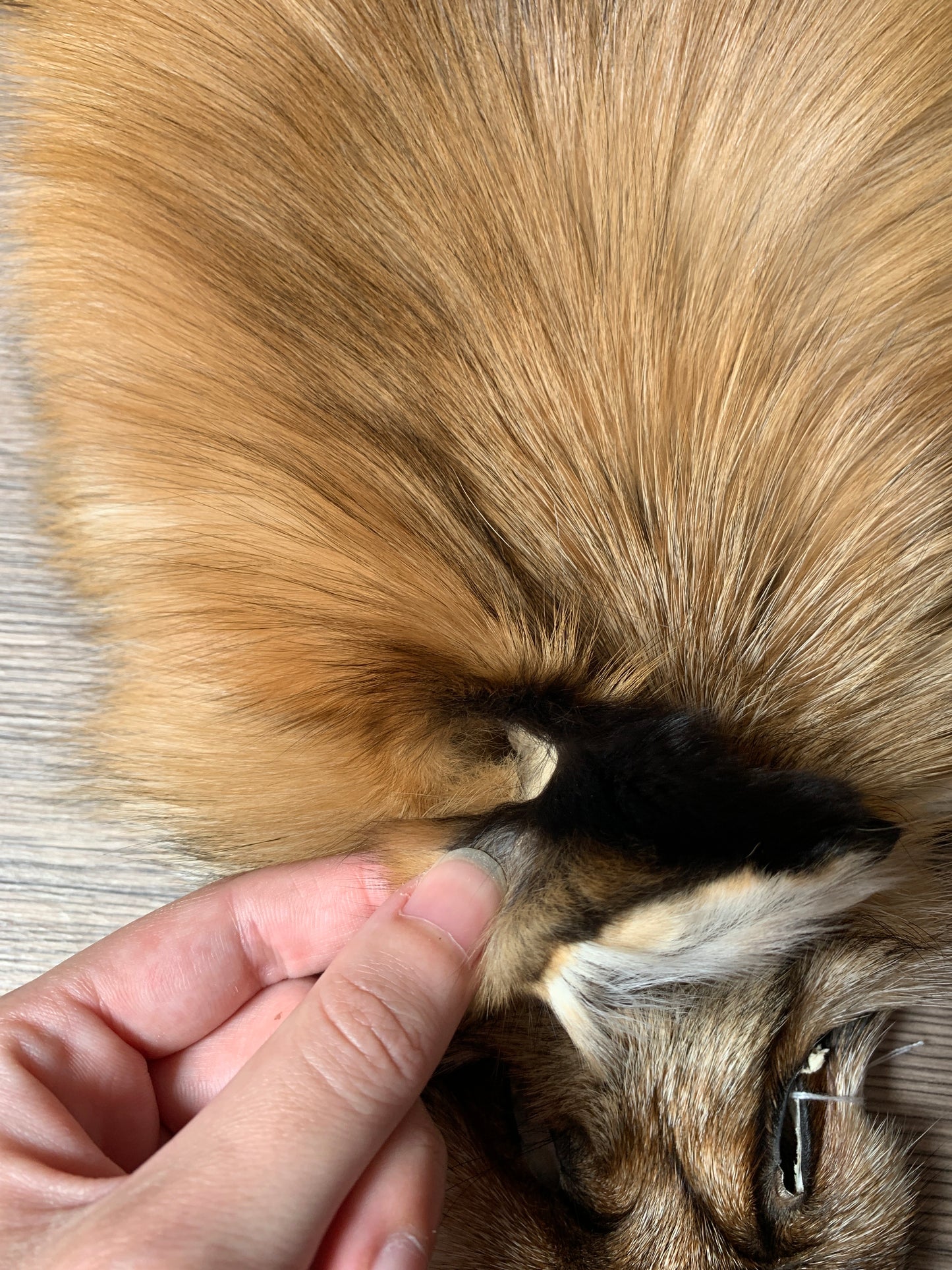 Gold fox pelt (16)