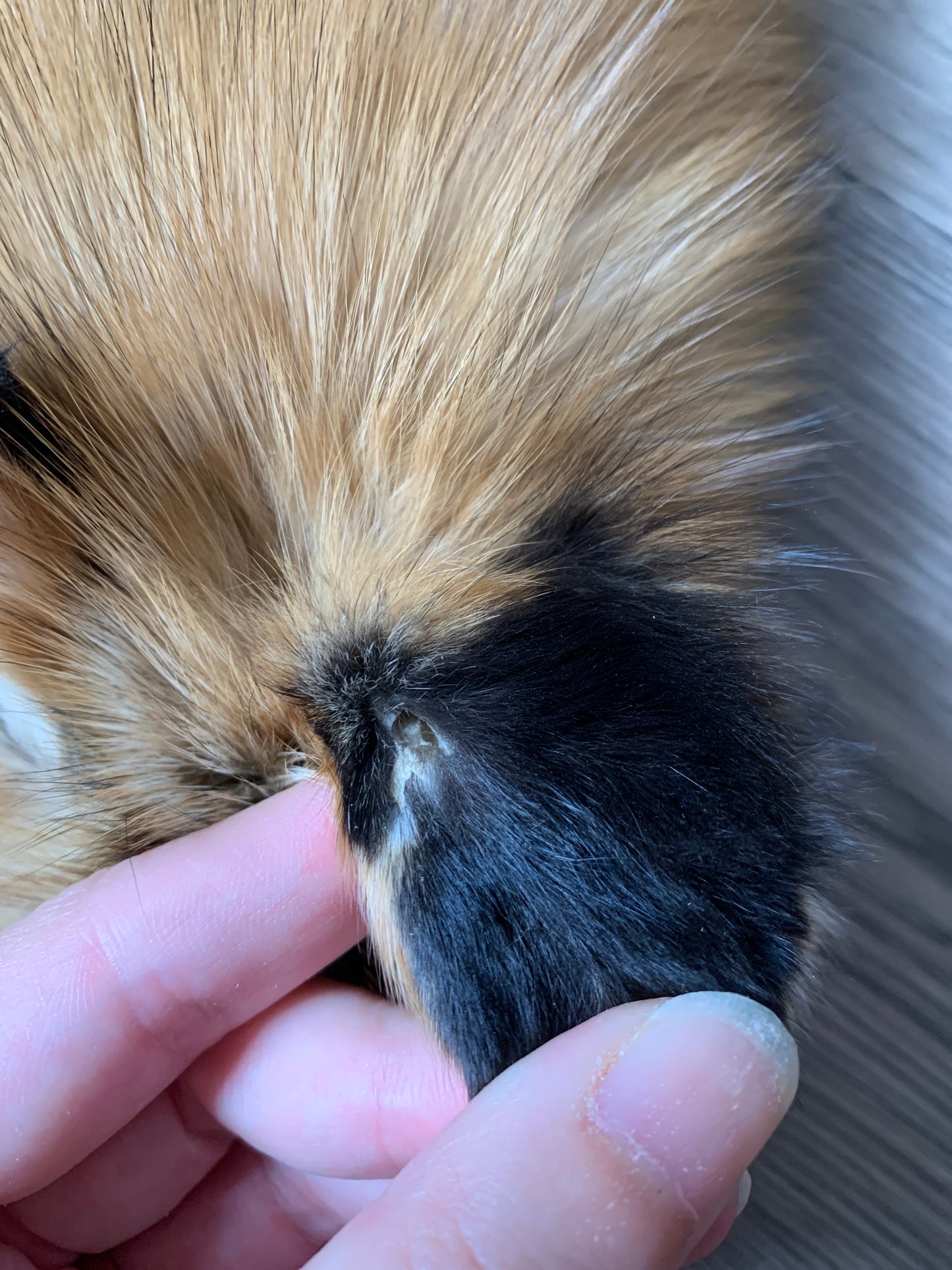 Gold fox pelt (20)