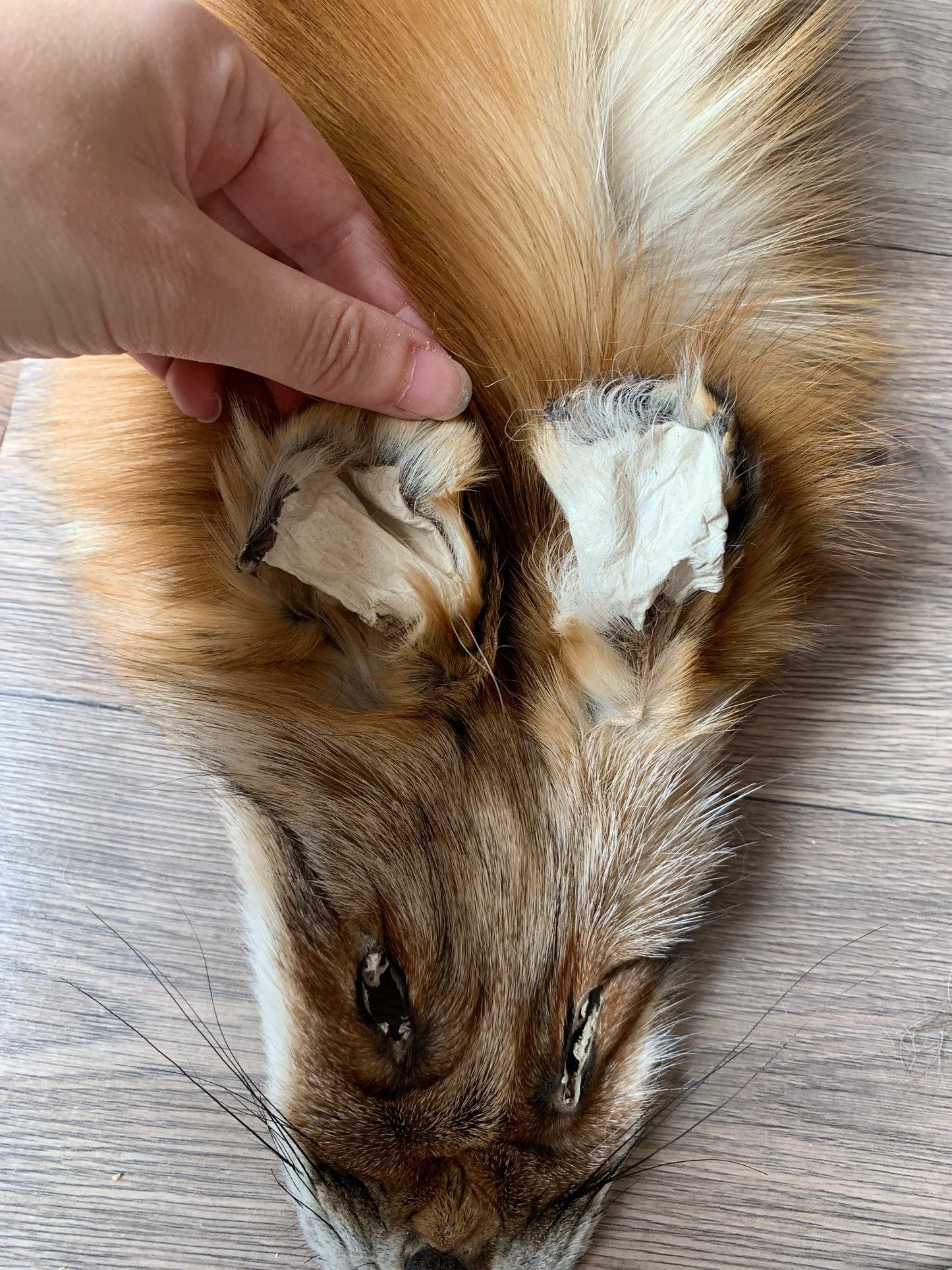 Gold fox pelt (23)