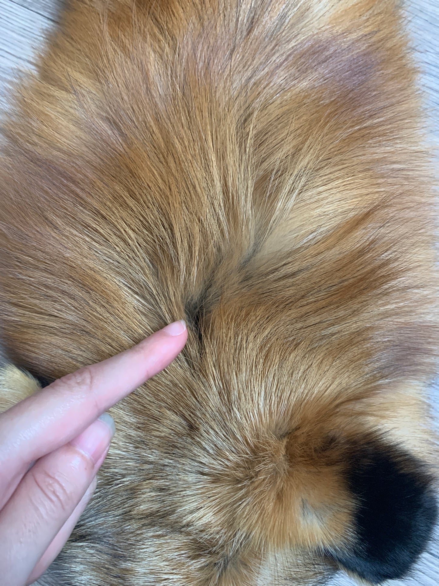 Gold fox pelt (28)