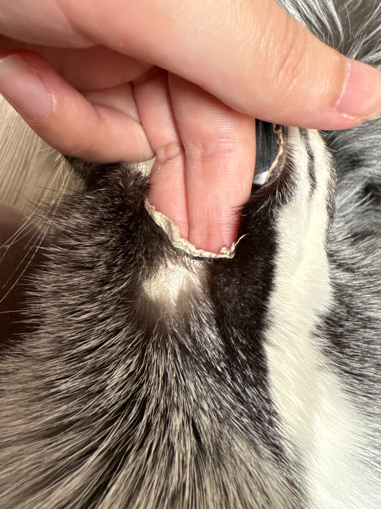 Silver Ringneck fox pelt (1)