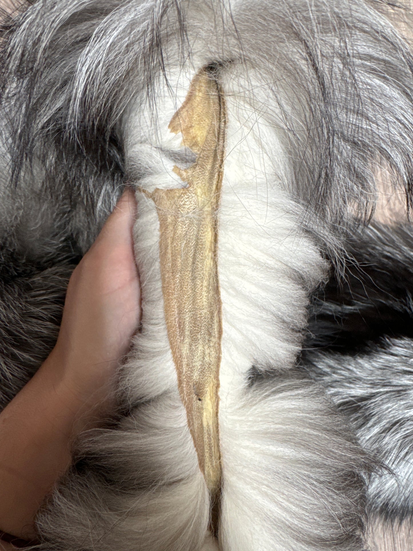 Silver Ringneck fox pelt (1)