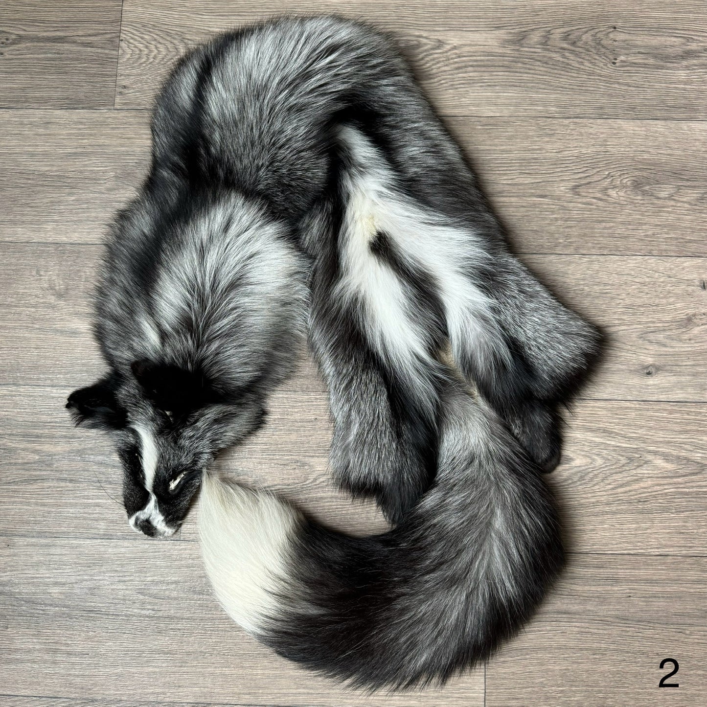 Silver Ringneck fox pelt (2)