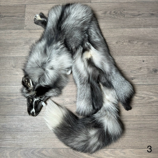 Silver Ringneck fox pelt (3)