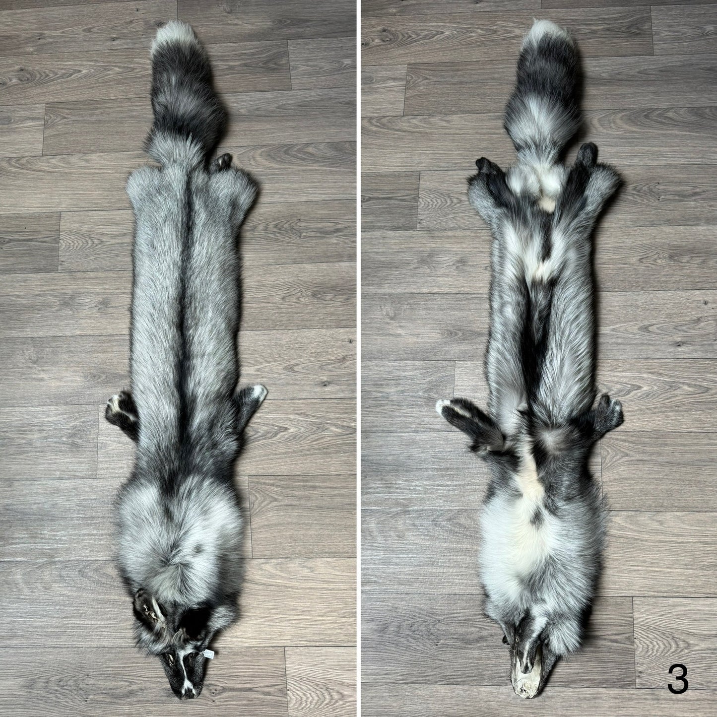 Silver Ringneck fox pelt (3)