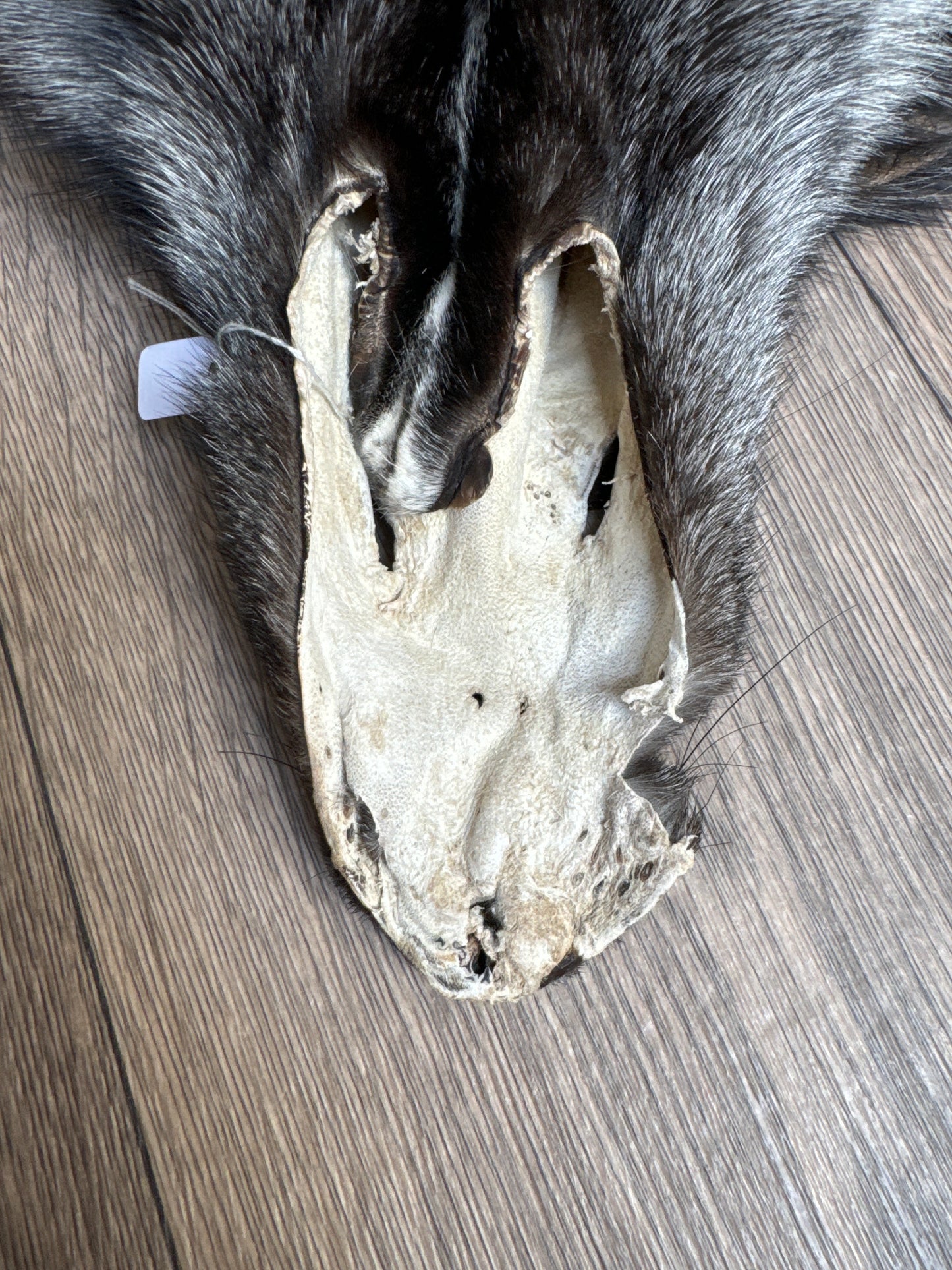 Silver Ringneck fox pelt (4)