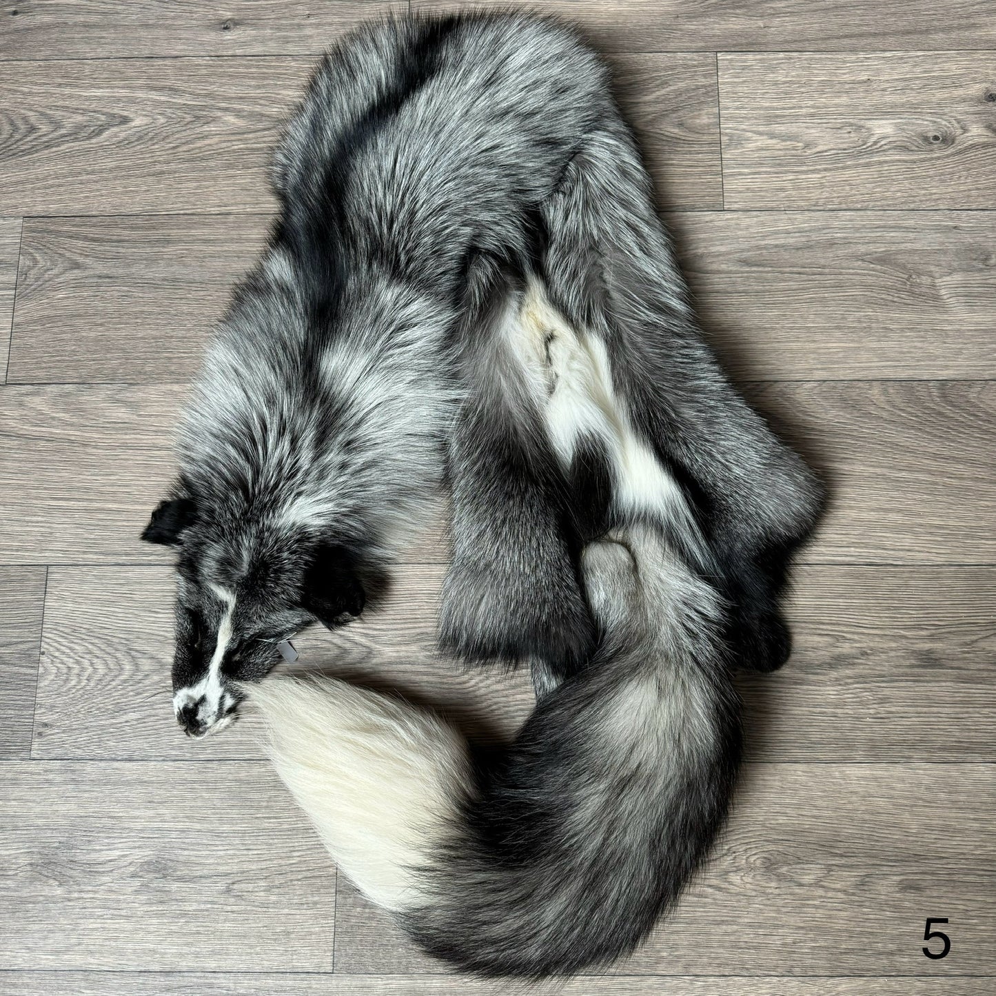 Silver Ringneck fox pelt (5)