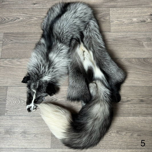 Silver Ringneck fox pelt (5)