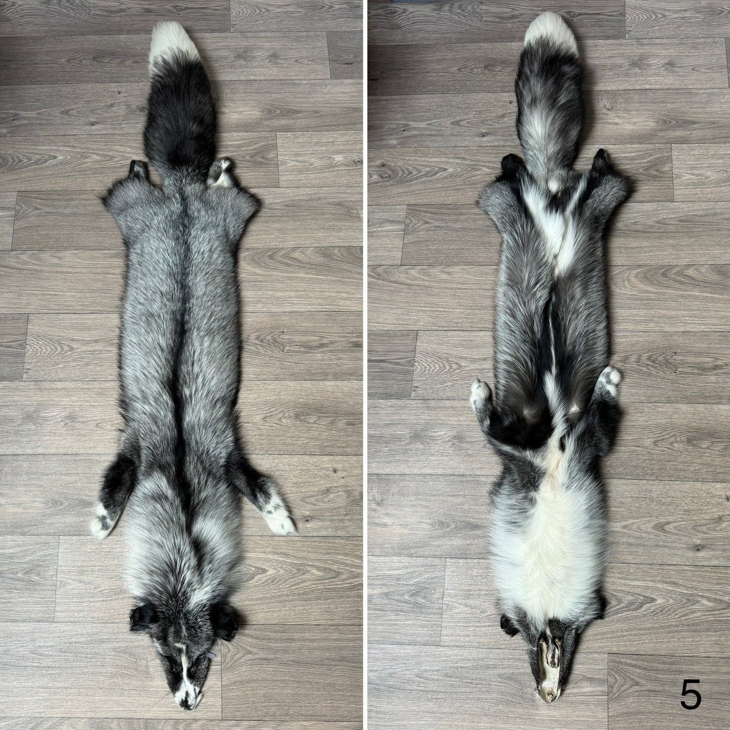 Silver Ringneck fox pelt (5)