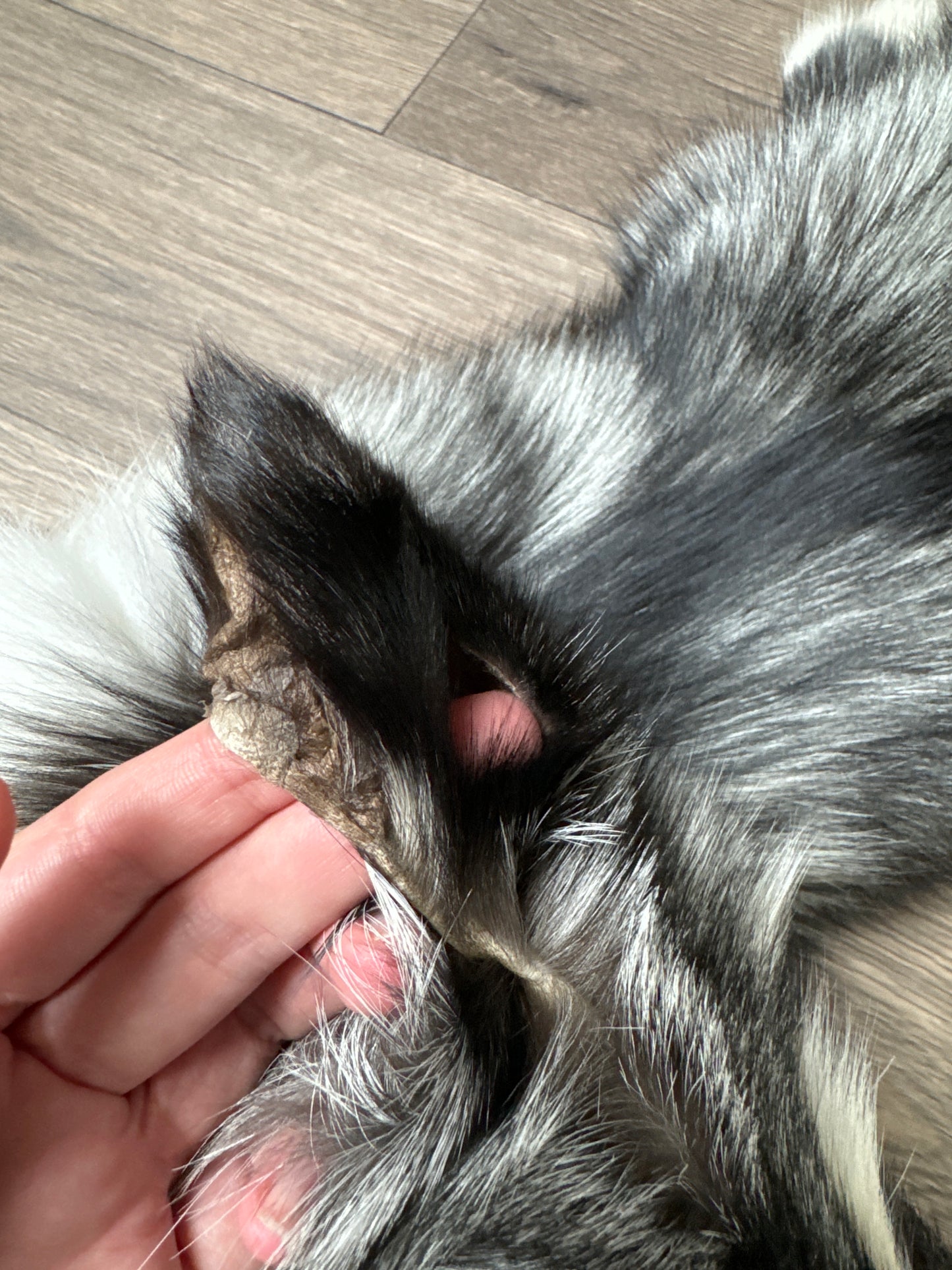 Silver Ringneck fox pelt (5)