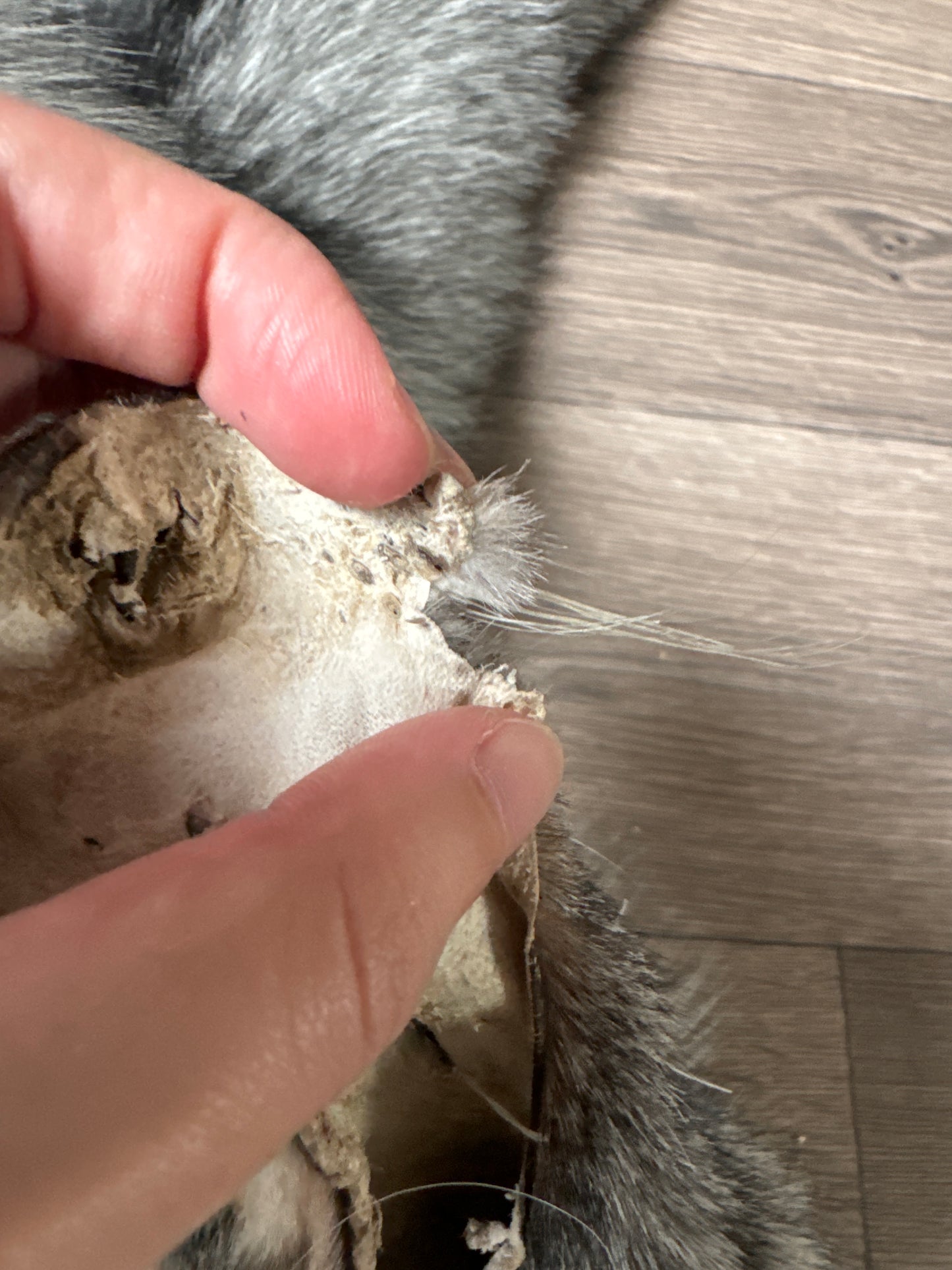 Silver Ringneck fox pelt (5)