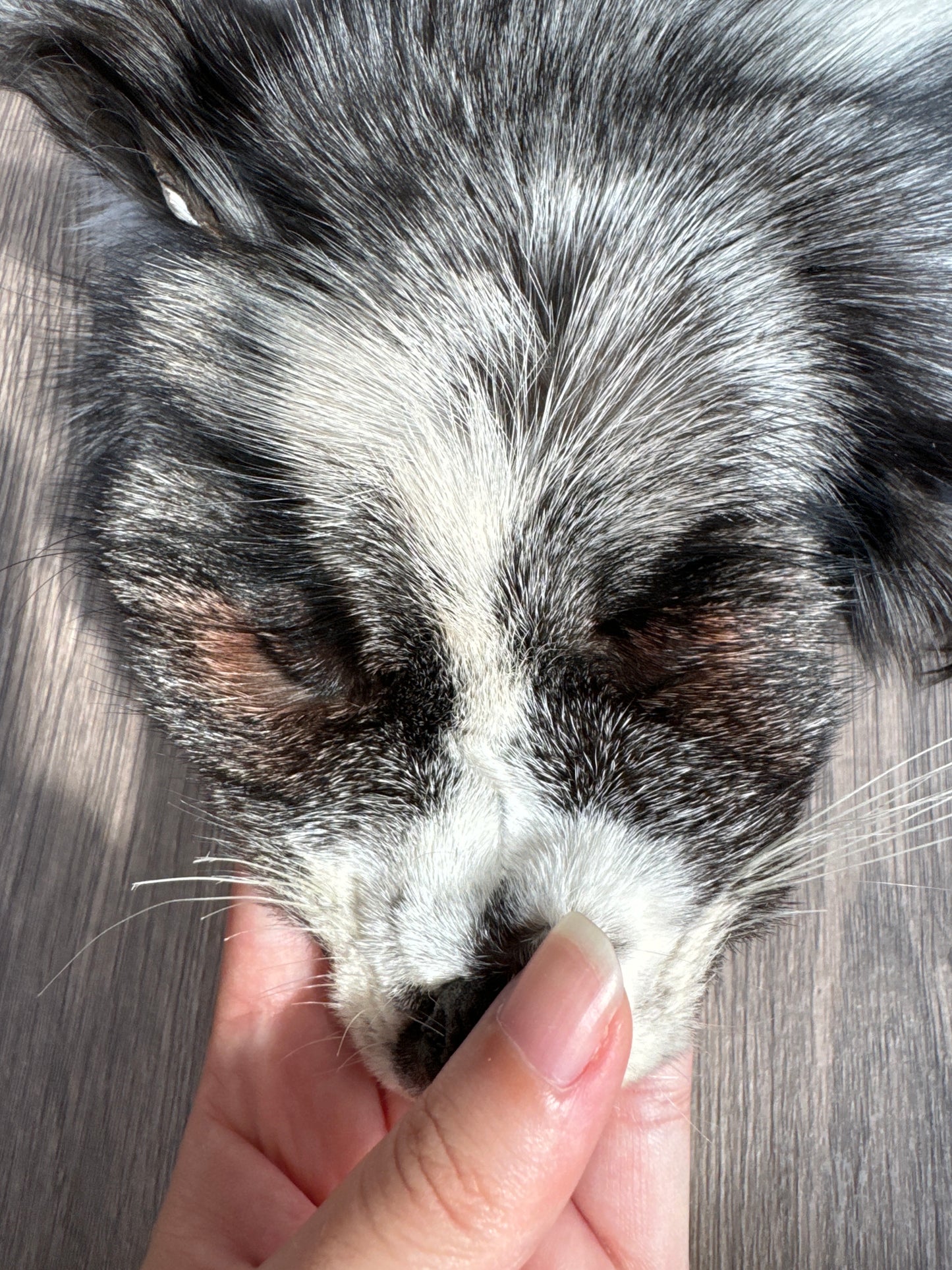 Silver Ringneck fox pelt (6)