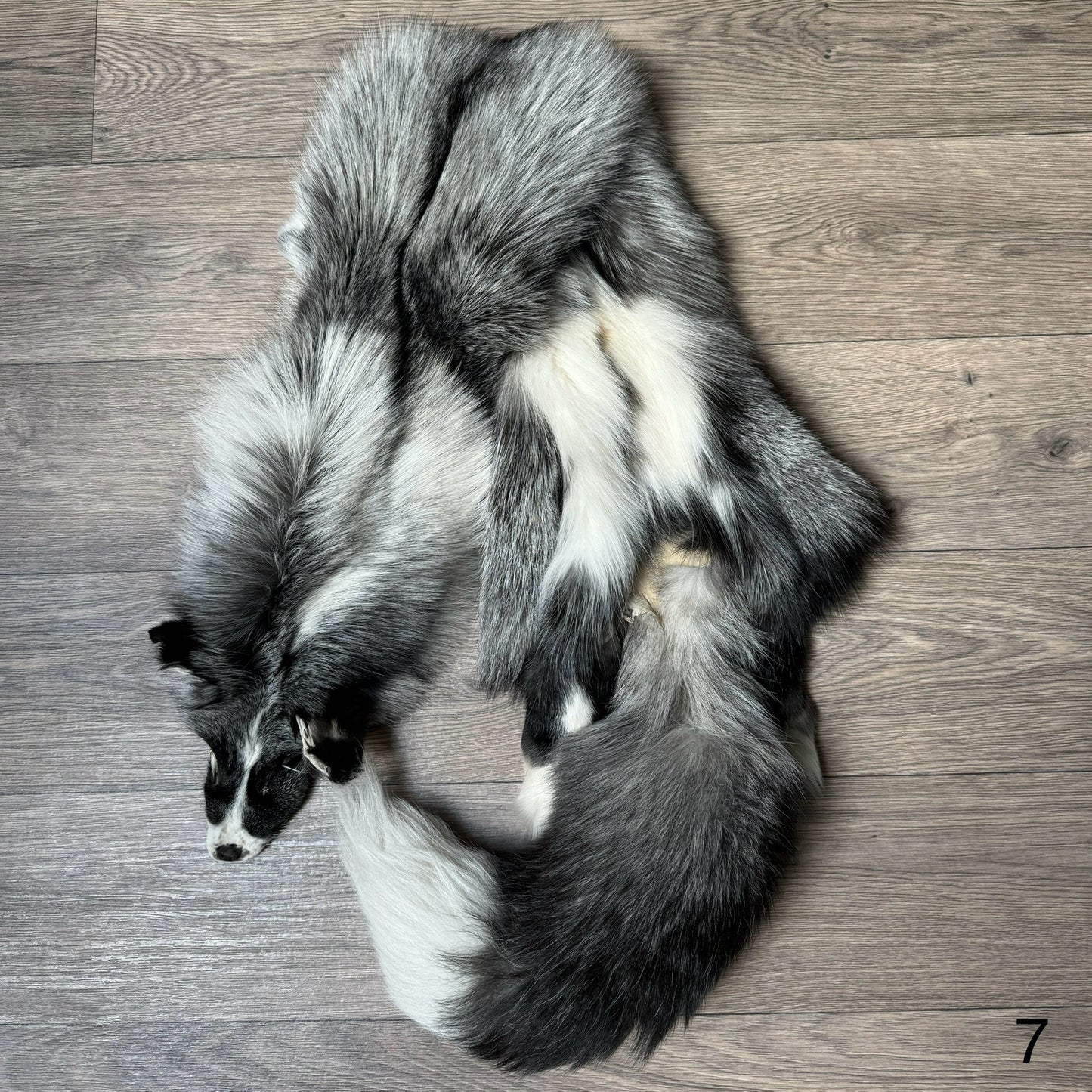 Silver Ringneck fox pelt (7)