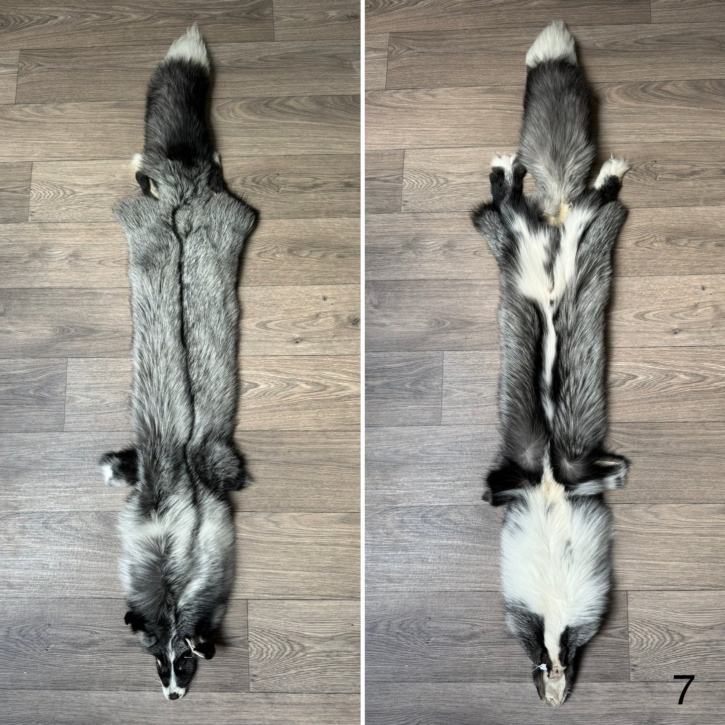 Silver Ringneck fox pelt (7)