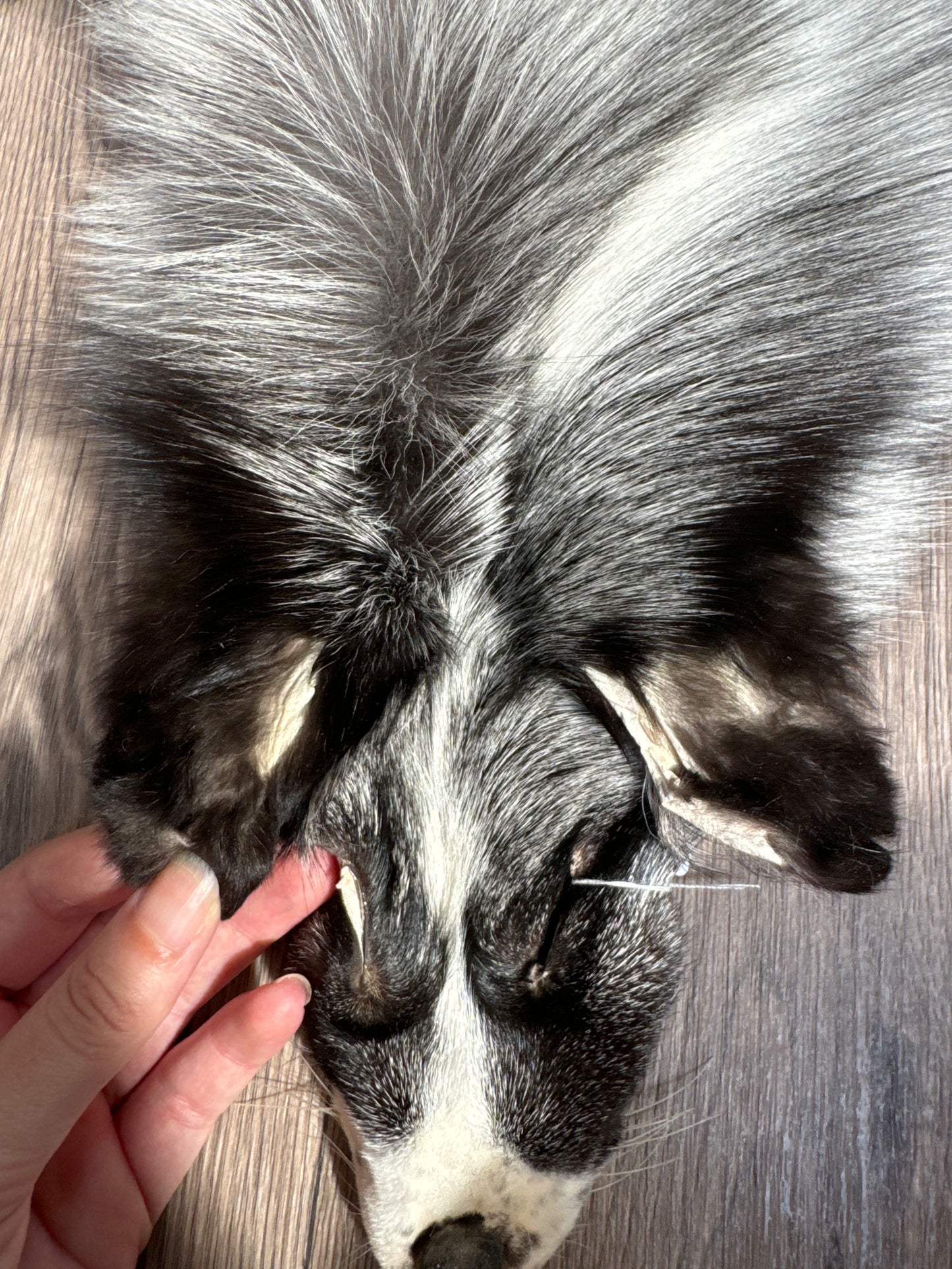 Silver Ringneck fox pelt (7)