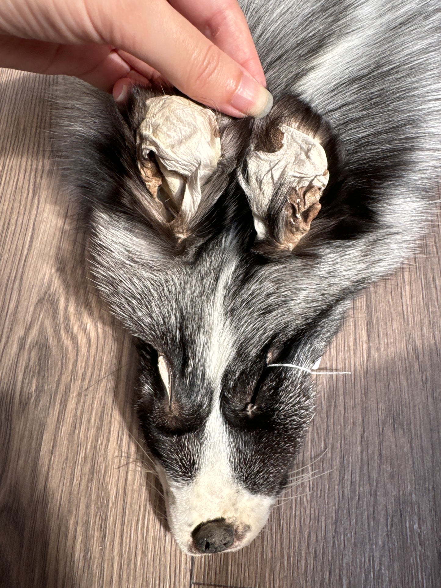 Silver Ringneck fox pelt (7)