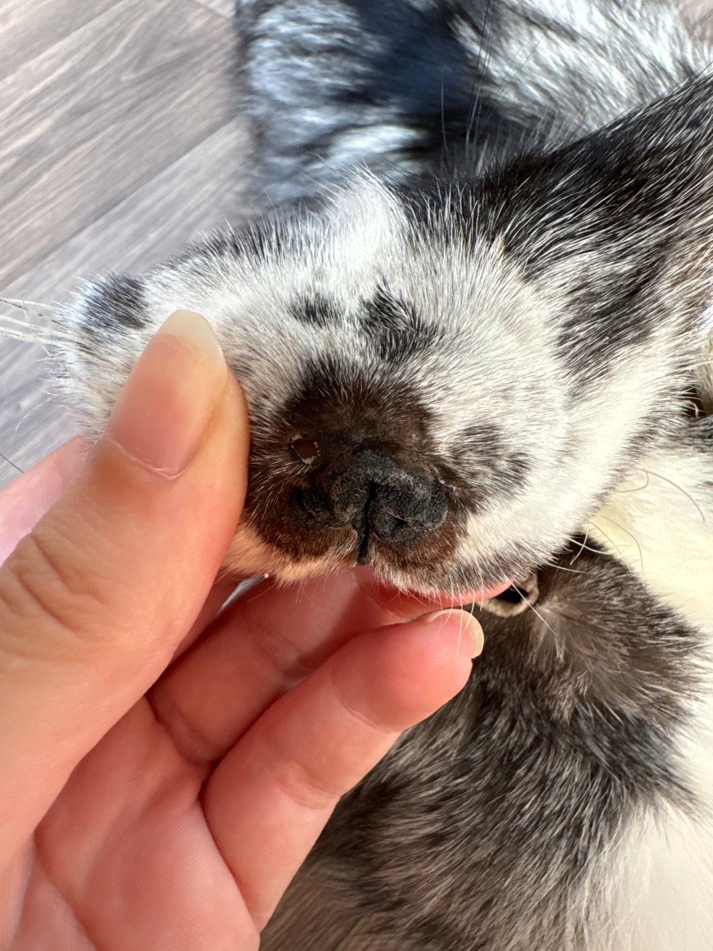 Silver Ringneck fox pelt (8)