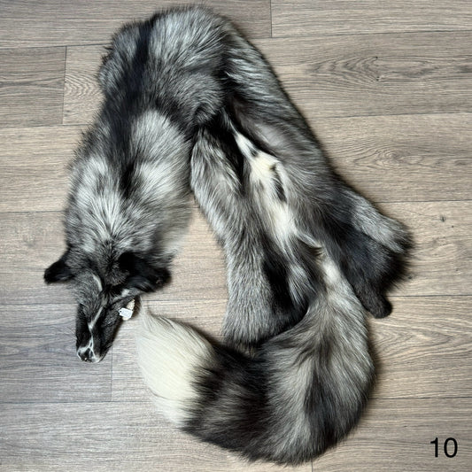 Silver Ringneck fox pelt (10)