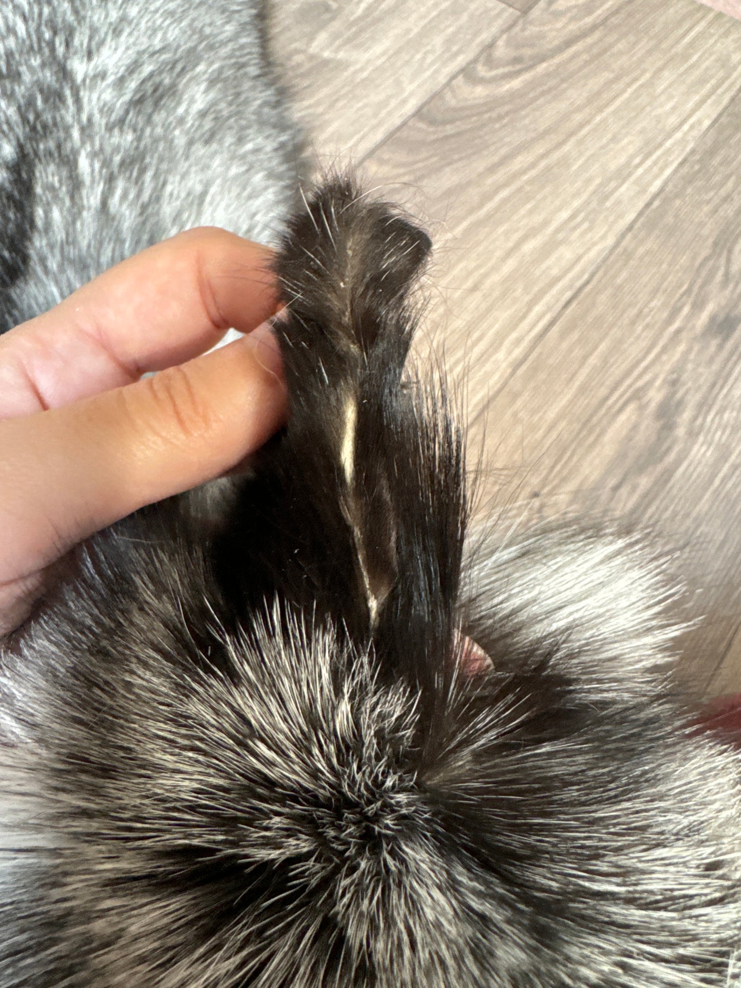 Silver Ringneck fox pelt (11)