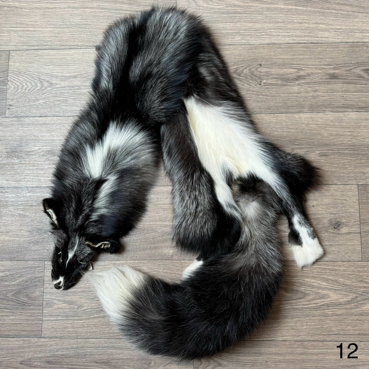 Silver Ringneck fox pelt (12)