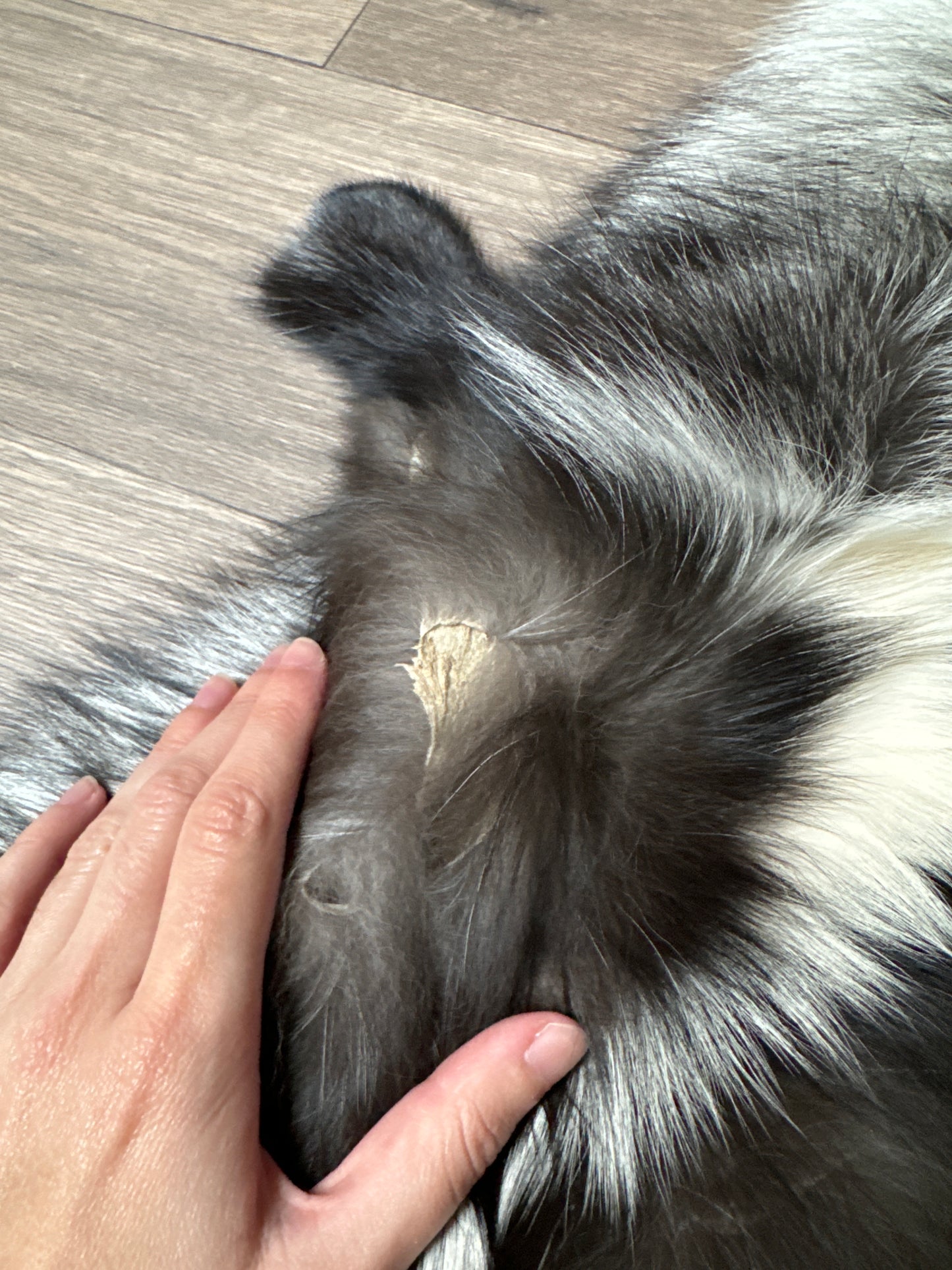 Silver Ringneck fox pelt (13)