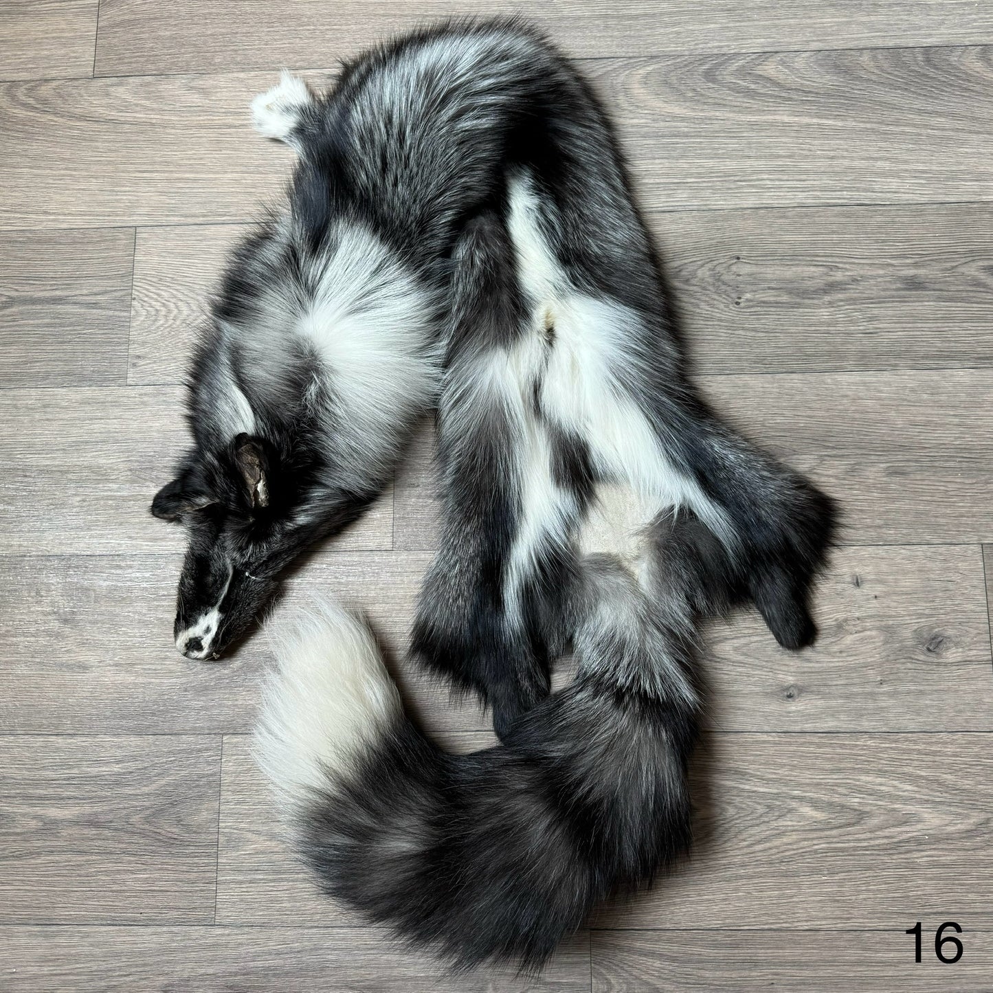 Silver Ringneck fox pelt (16)