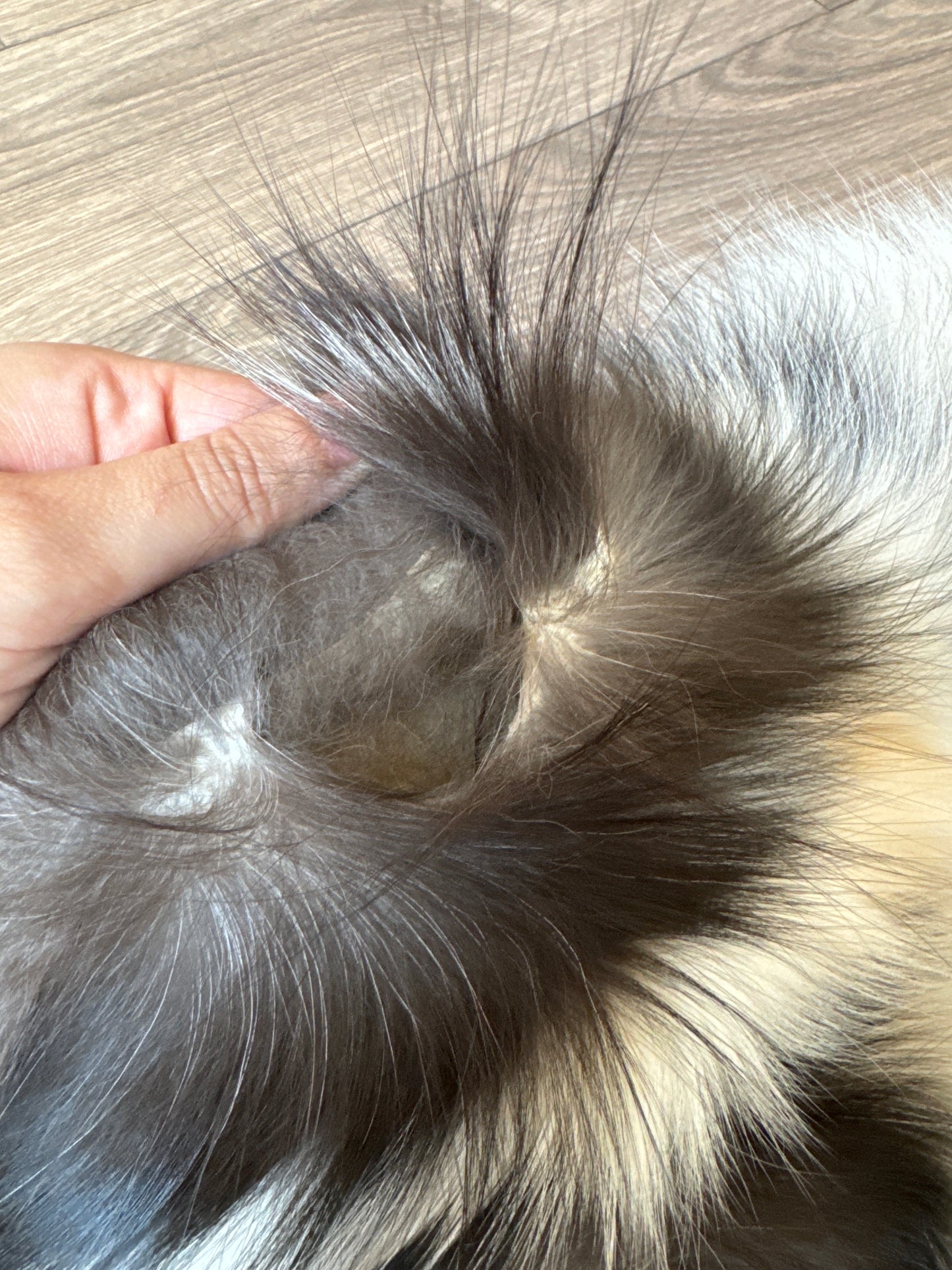 Silver Ringneck fox pelt (16)