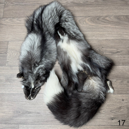 Silver Ringneck fox pelt (17)